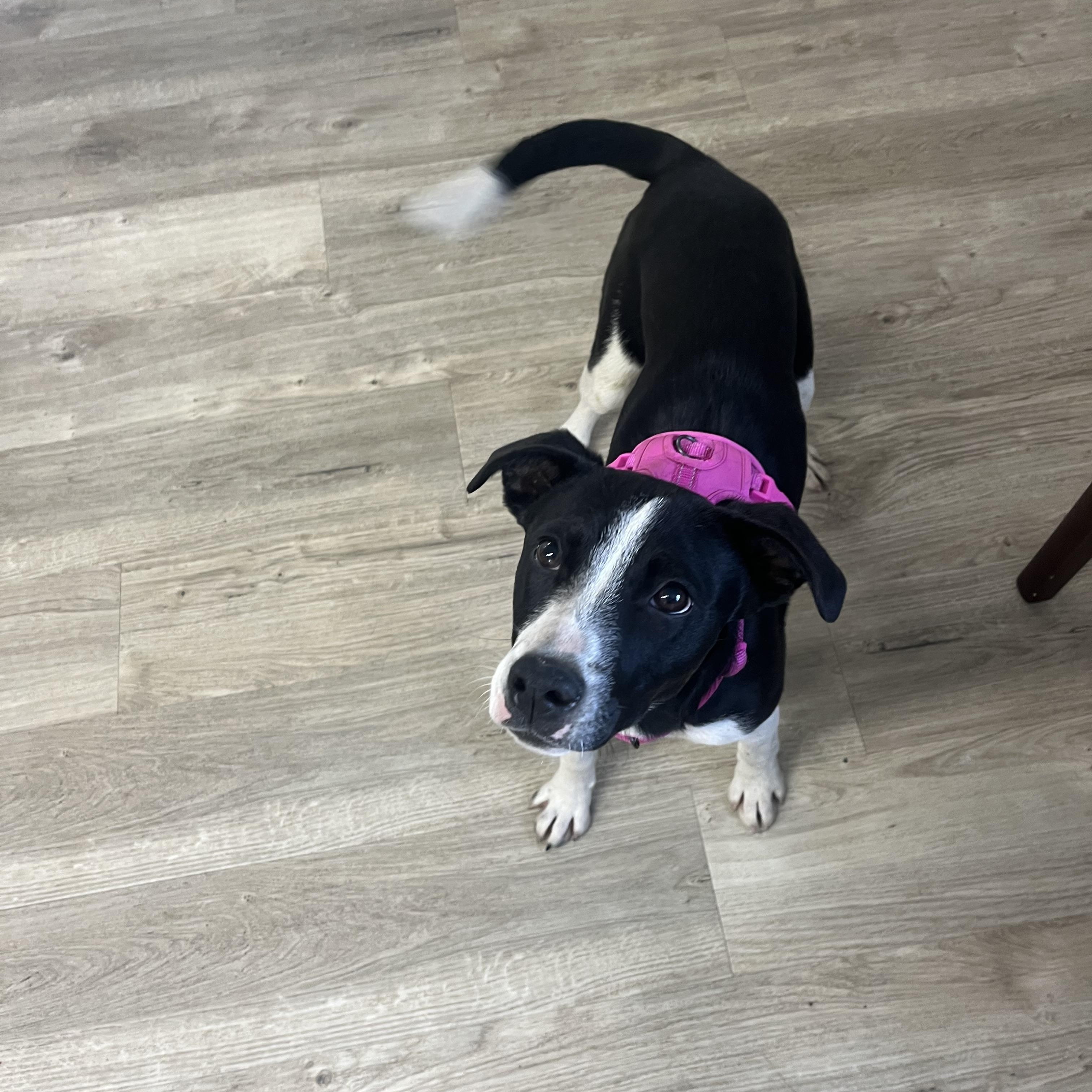 Tess (Dove), an adoptable Border Collie in Jamestown, ND, 58402 | Photo Image 3
