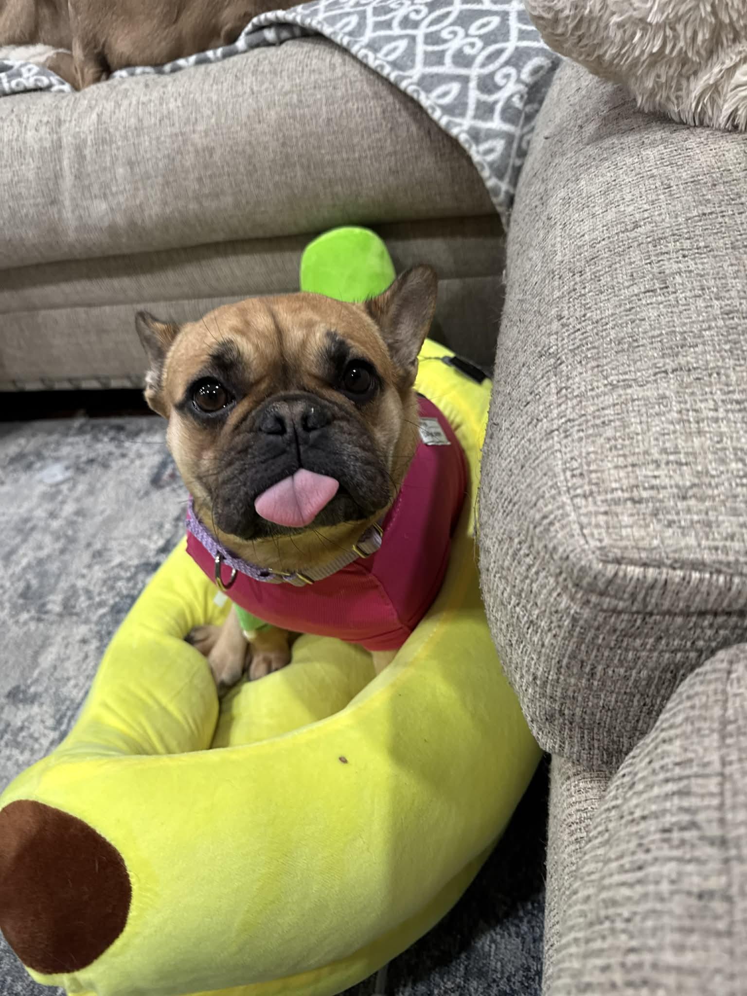 Fishy, Adoptable, Adult Female French Bulldog.