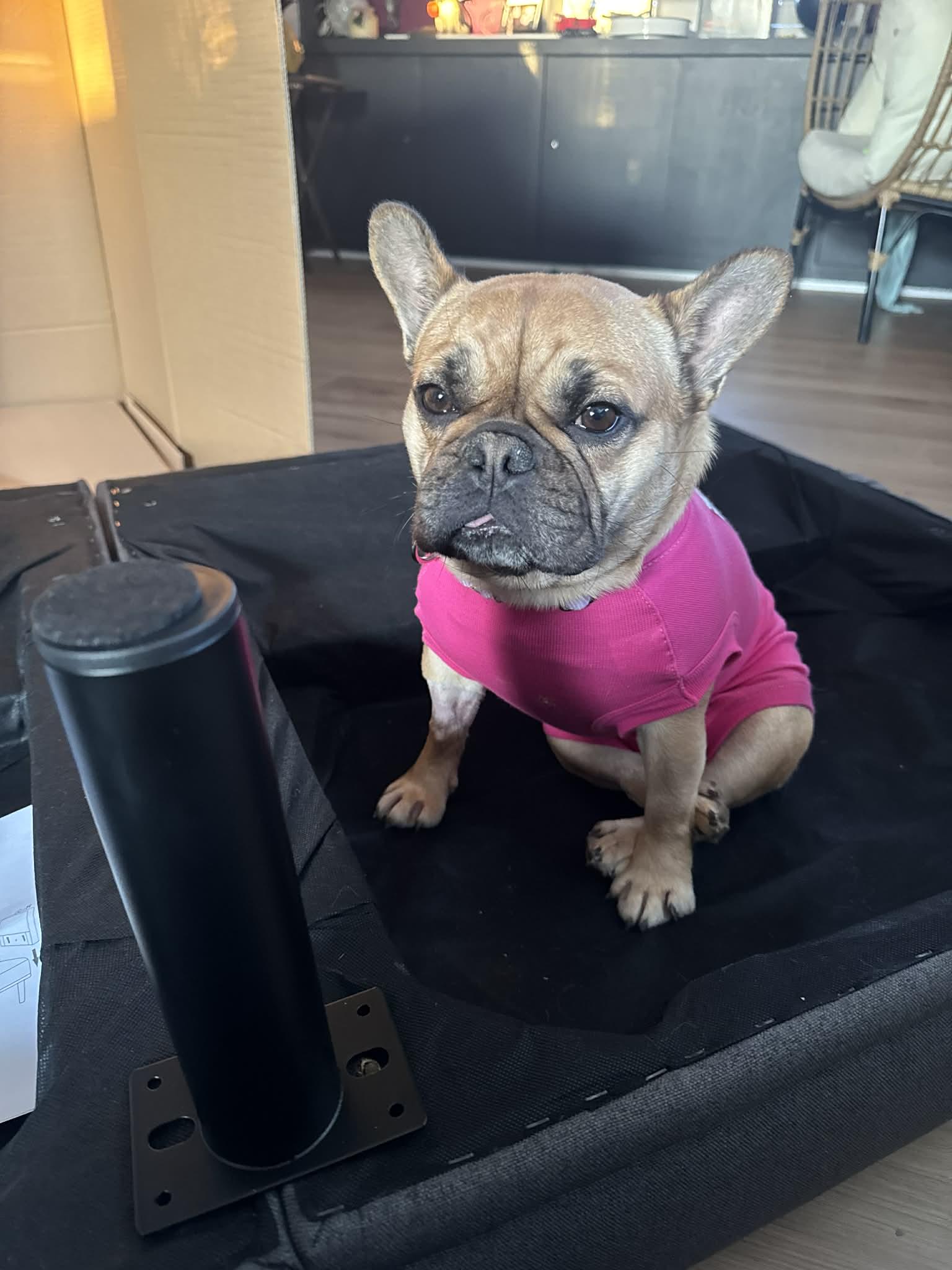 Enlarge Fishy, a Adoptable French Bulldog in Catasauqua, PA image 2/3