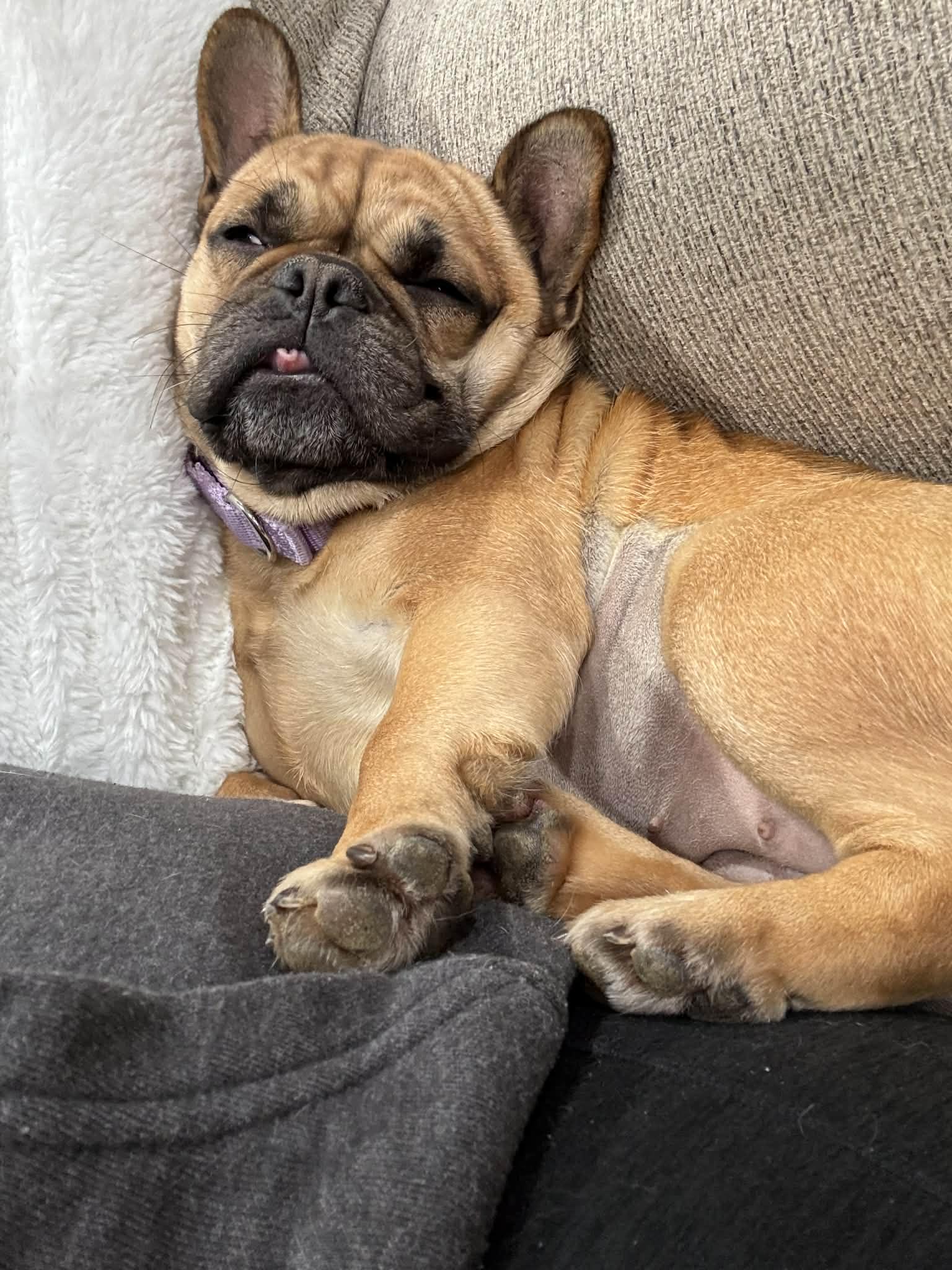 Enlarge Fishy, a Adoptable French Bulldog in Catasauqua, PA image 3/3