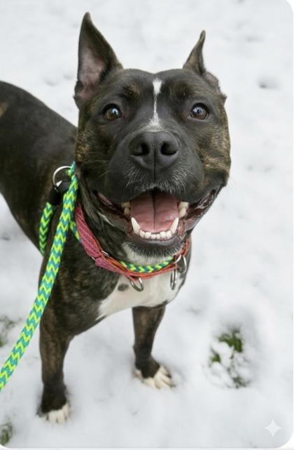 Magnolia, ADOPTABLE, Adult Female Mixed Breed.