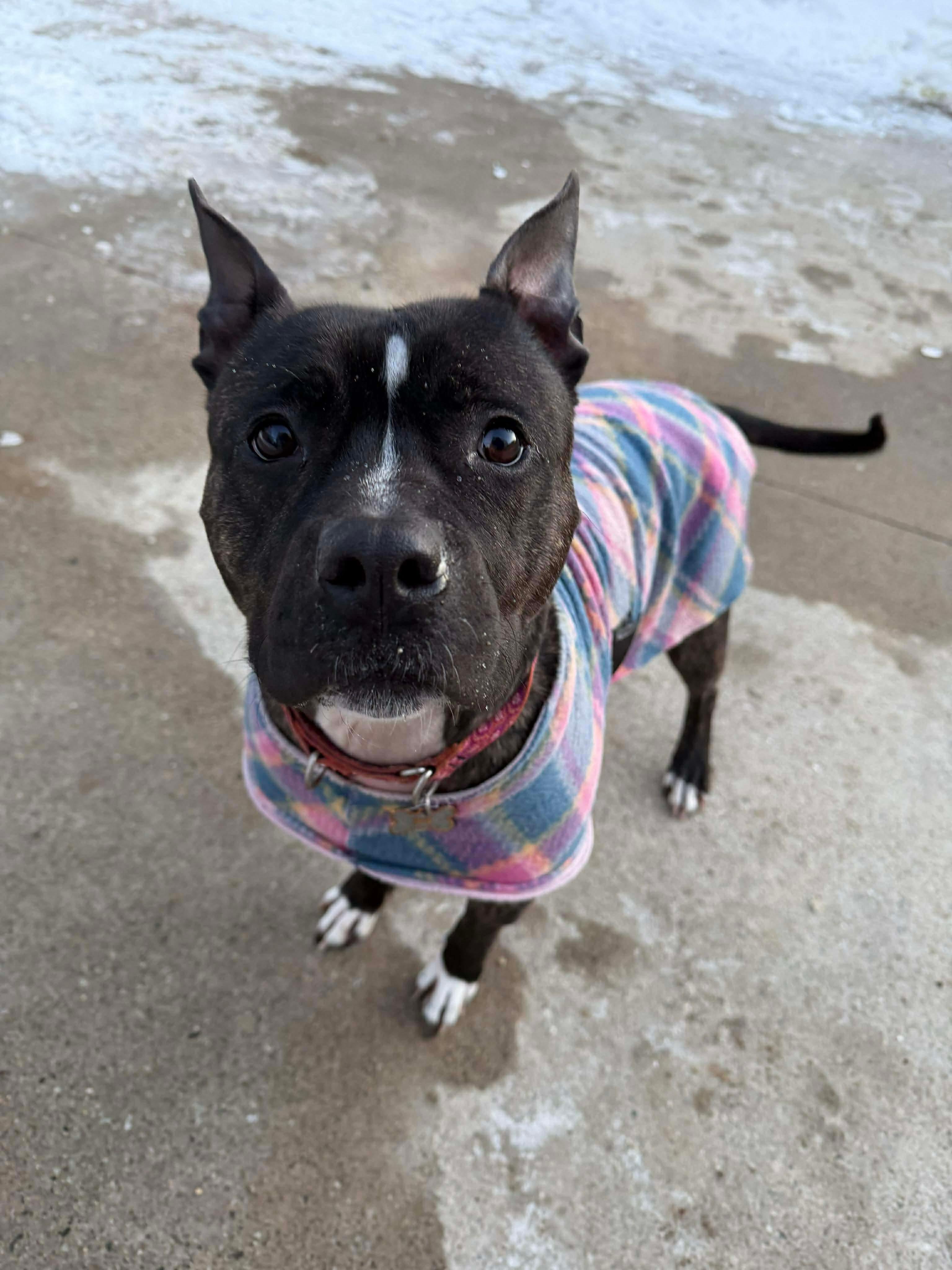 Enlarge Magnolia, a ADOPTABLE Mixed Breed in Lewiston, ME image 1/6