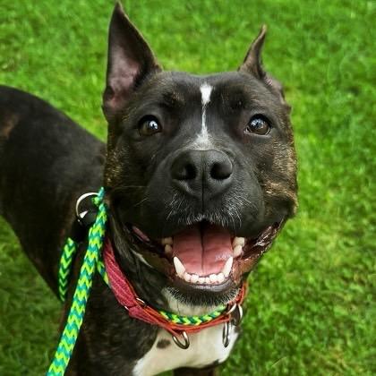 Magnolia, ADOPTABLE, Adult Female Mixed Breed.