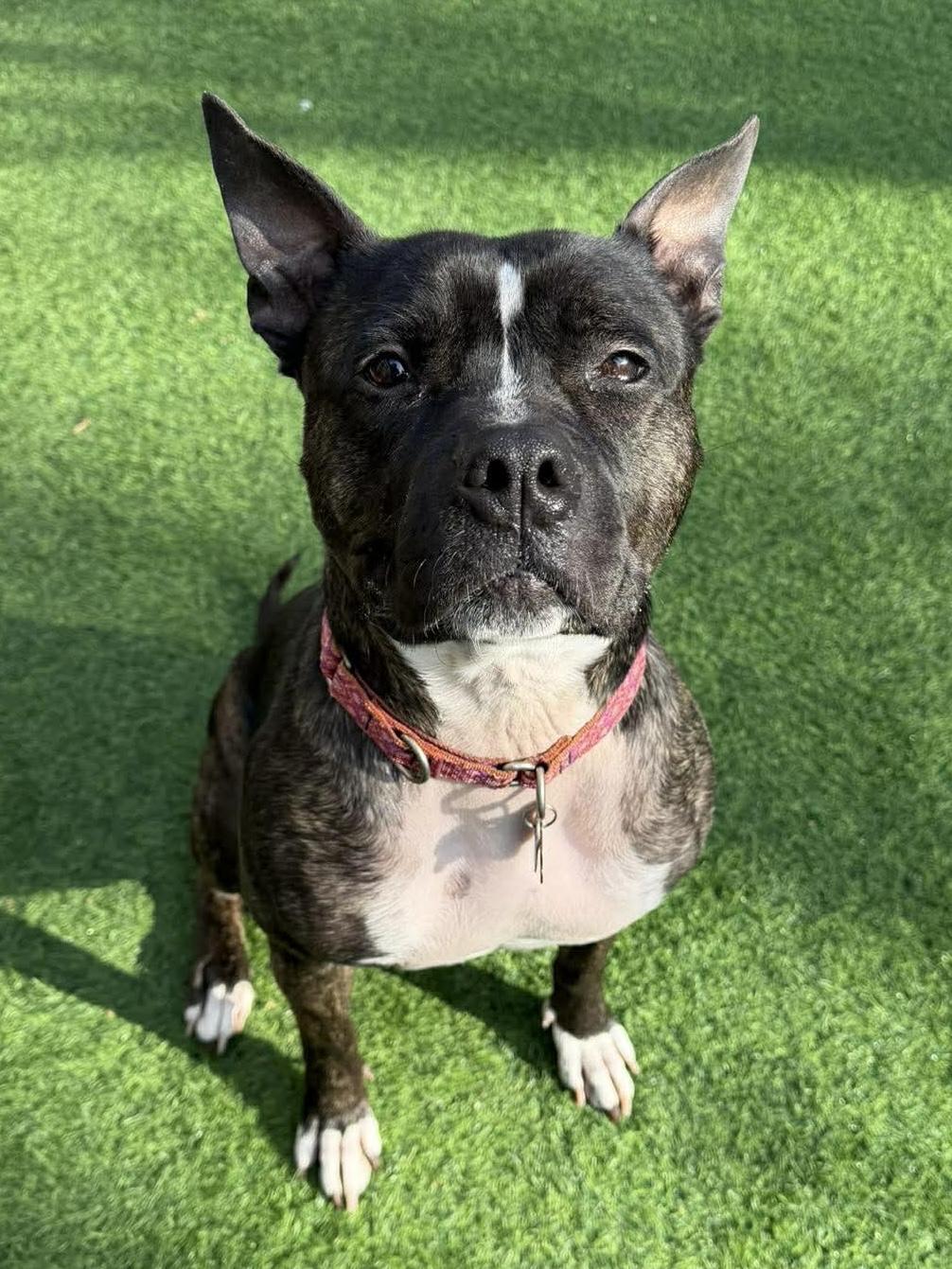 Enlarge Magnolia, a ADOPTABLE Mixed Breed in Lewiston, ME image 5/6