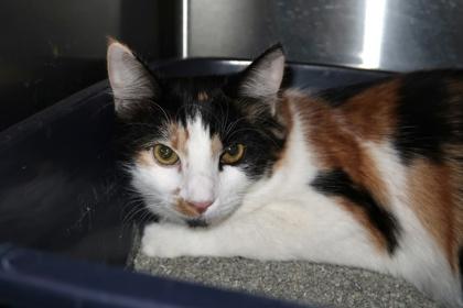 Enlarge Mia, a Adoptable mixed breed in Scottsdale, AZ image 1/3