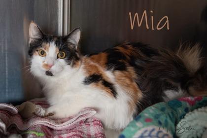 Enlarge Mia, a Adoptable mixed breed in Scottsdale, AZ image 2/3