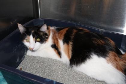 Enlarge Mia, a Adoptable mixed breed in Scottsdale, AZ image 3/3