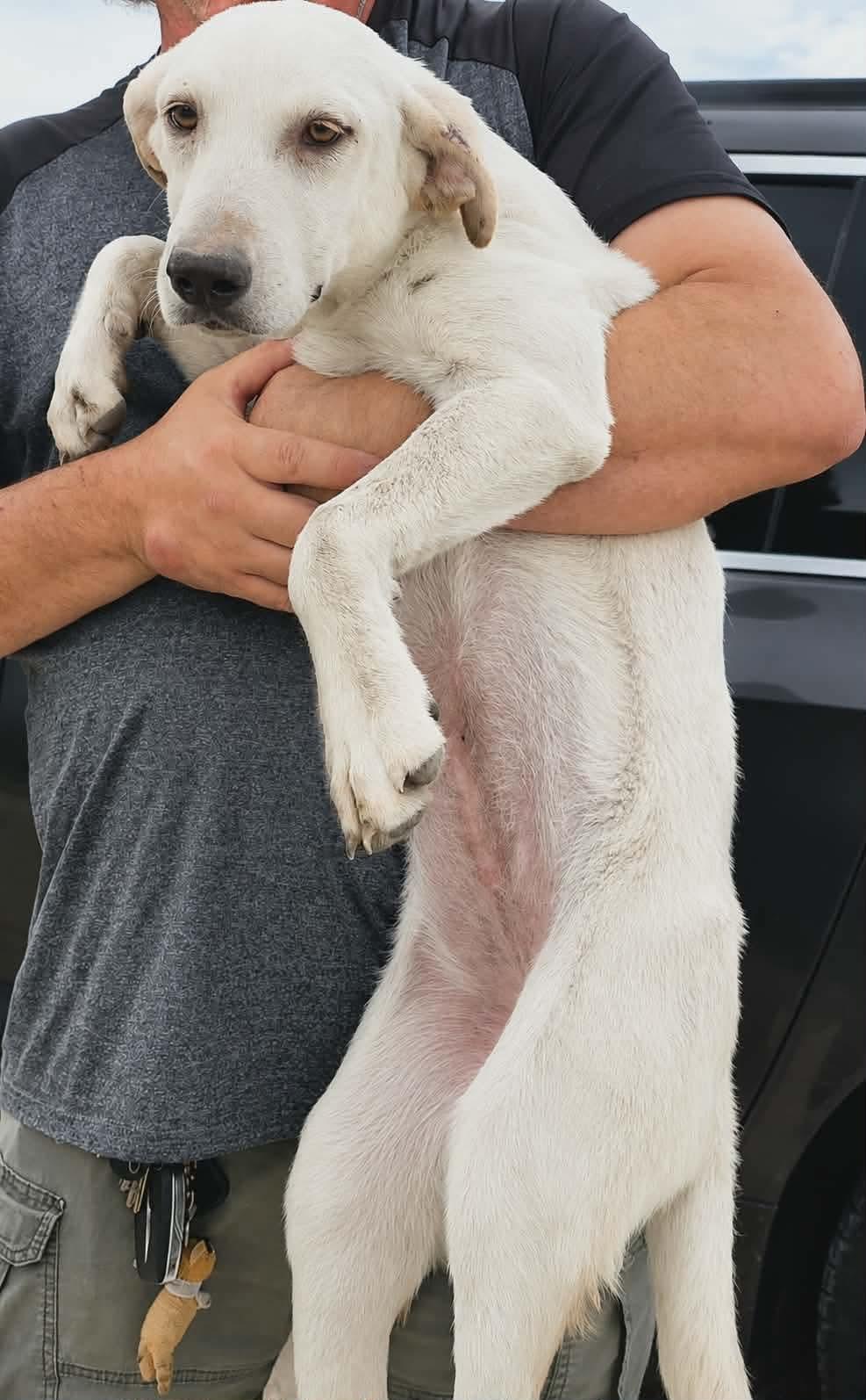 Sawako, Adopted, Puppy Female Labrador Retriever.