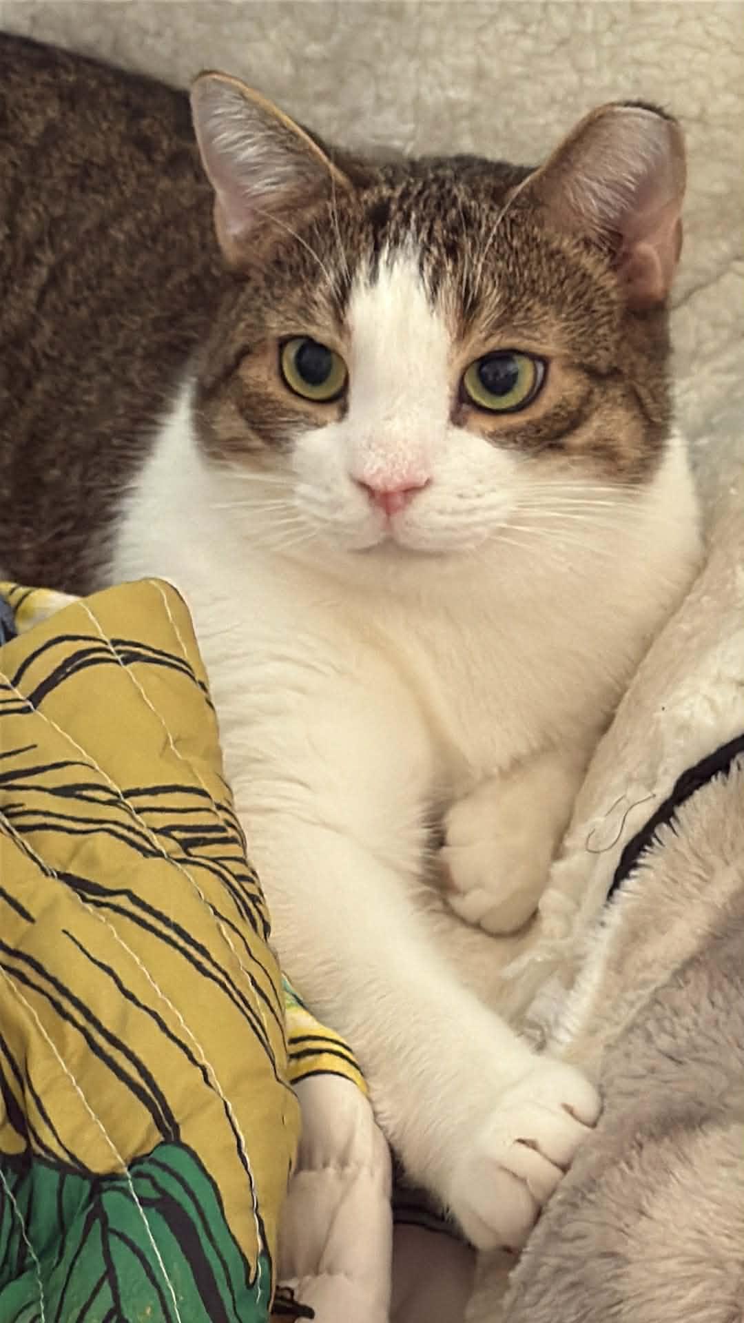 Enlarge Pumpkin, a ADOPTABLE Domestic Short Hair in Charlotte, NC image 1/1