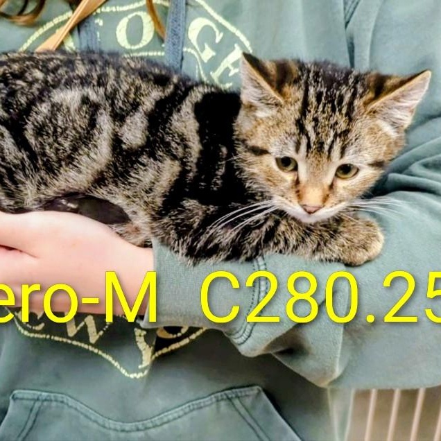 Foster Fiyero, Adoptable, Kitten Male Domestic Short Hair & Tiger.