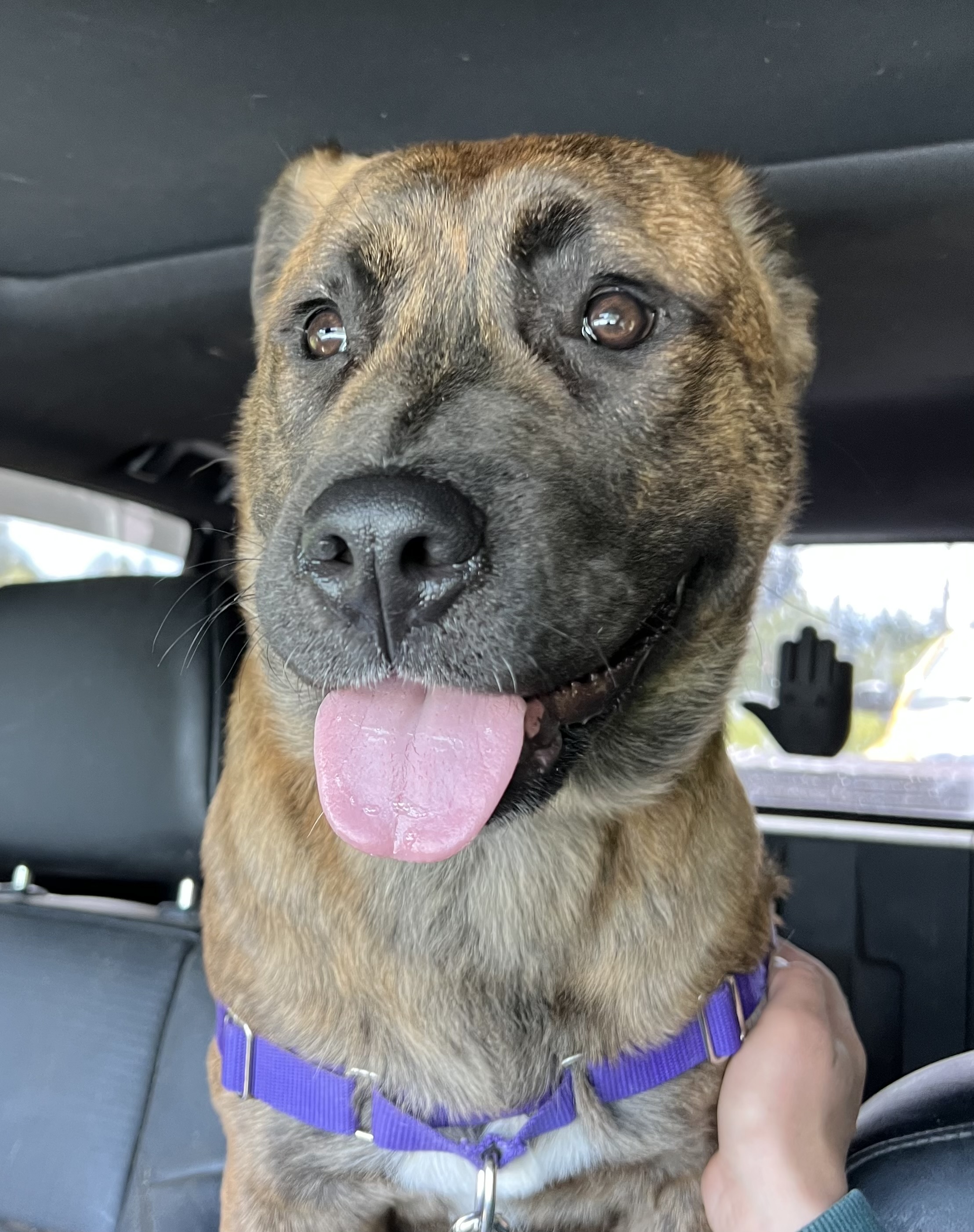 Enlarge Vin Diesel, a Adoptable mixed breed in Ferndale, WA image 3/6