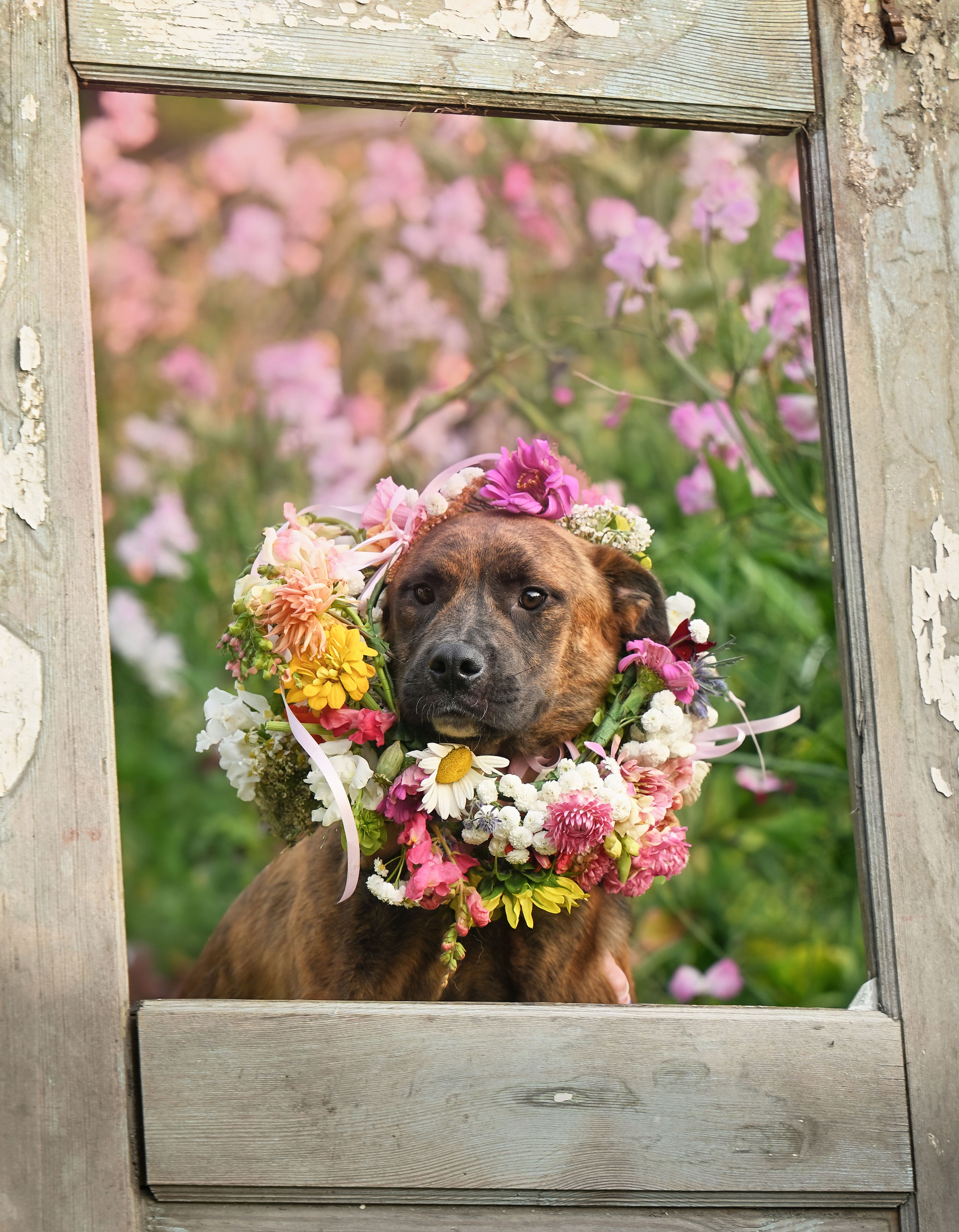 Enlarge Vin Diesel, a Adoptable mixed breed in Ferndale, WA image 2/6