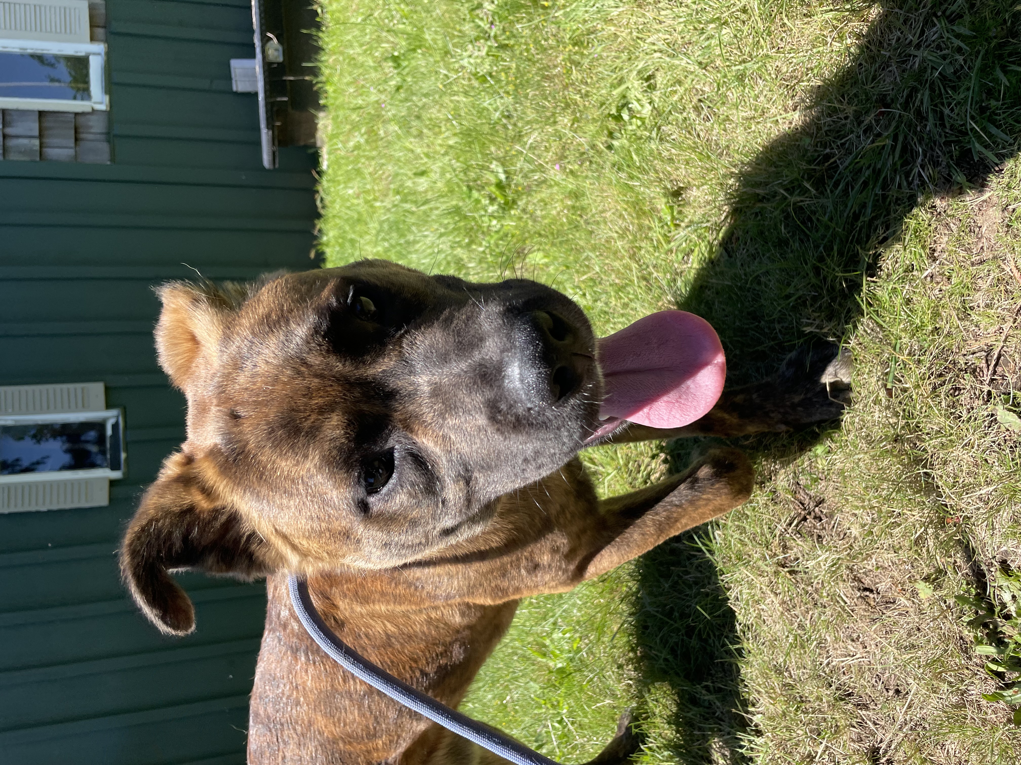 Enlarge Vin Diesel, a Adoptable mixed breed in Ferndale, WA image 4/6