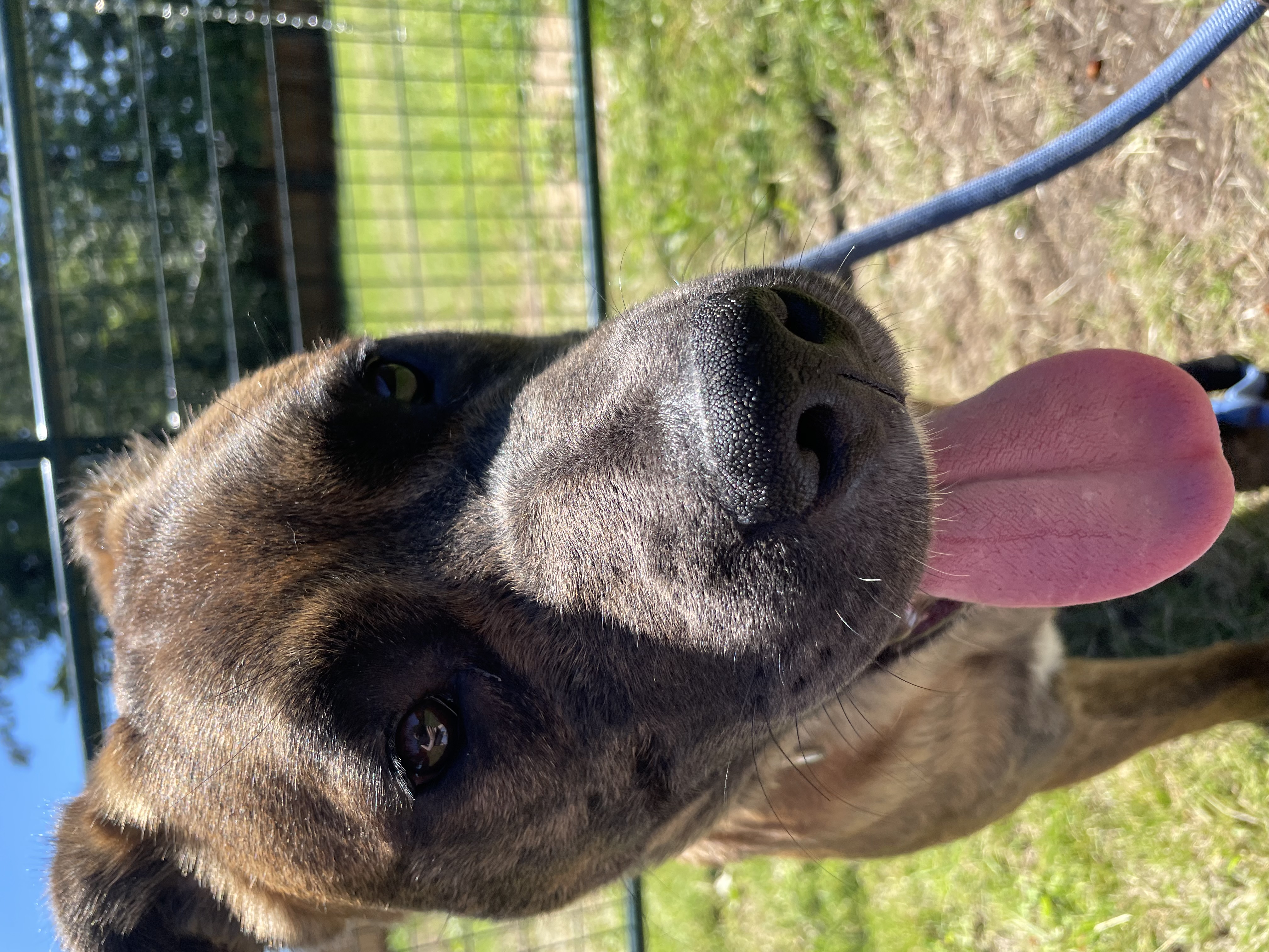 Enlarge Vin Diesel, a Adoptable mixed breed in Ferndale, WA image 5/6