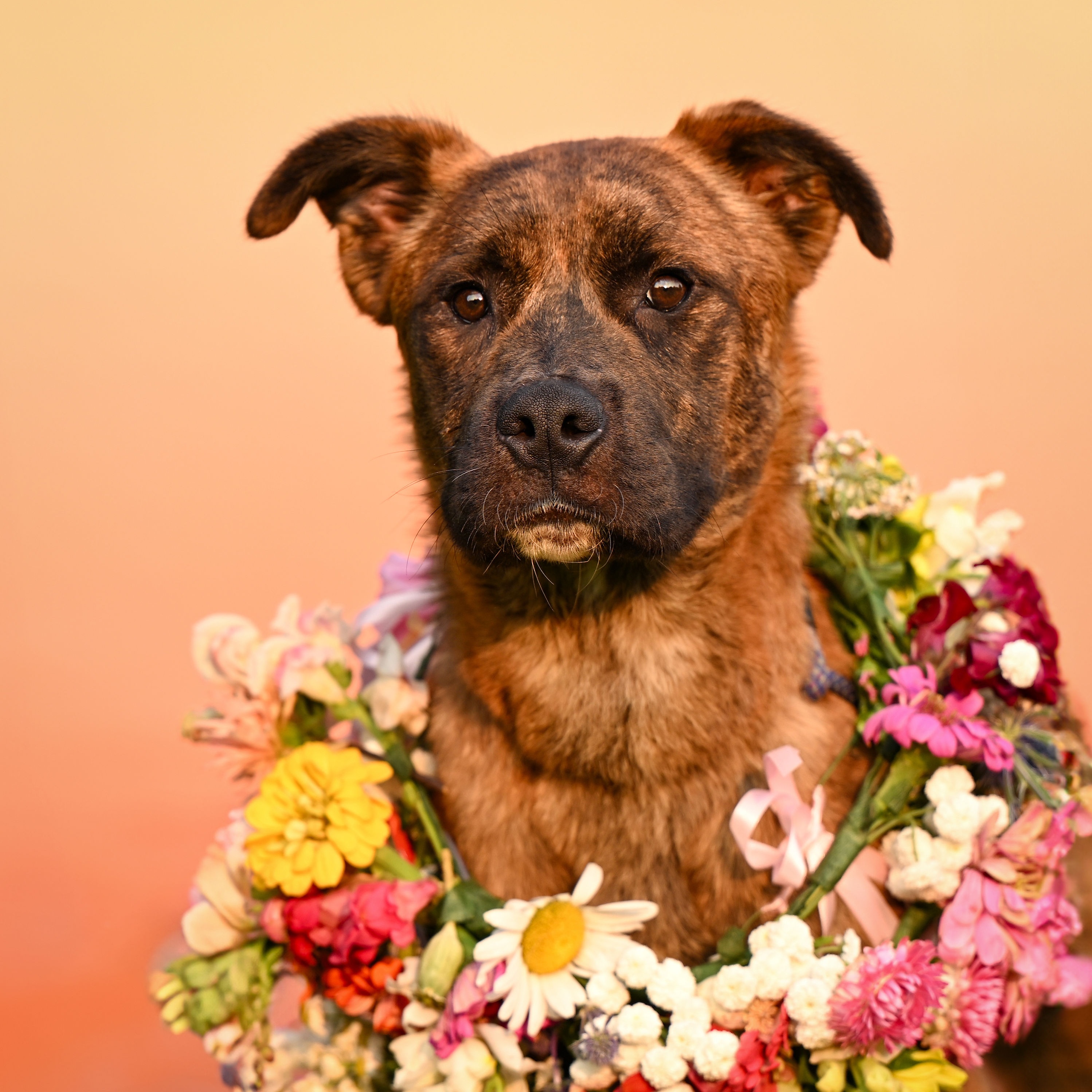 Enlarge Vin Diesel, a Adoptable mixed breed in Ferndale, WA image 1/6