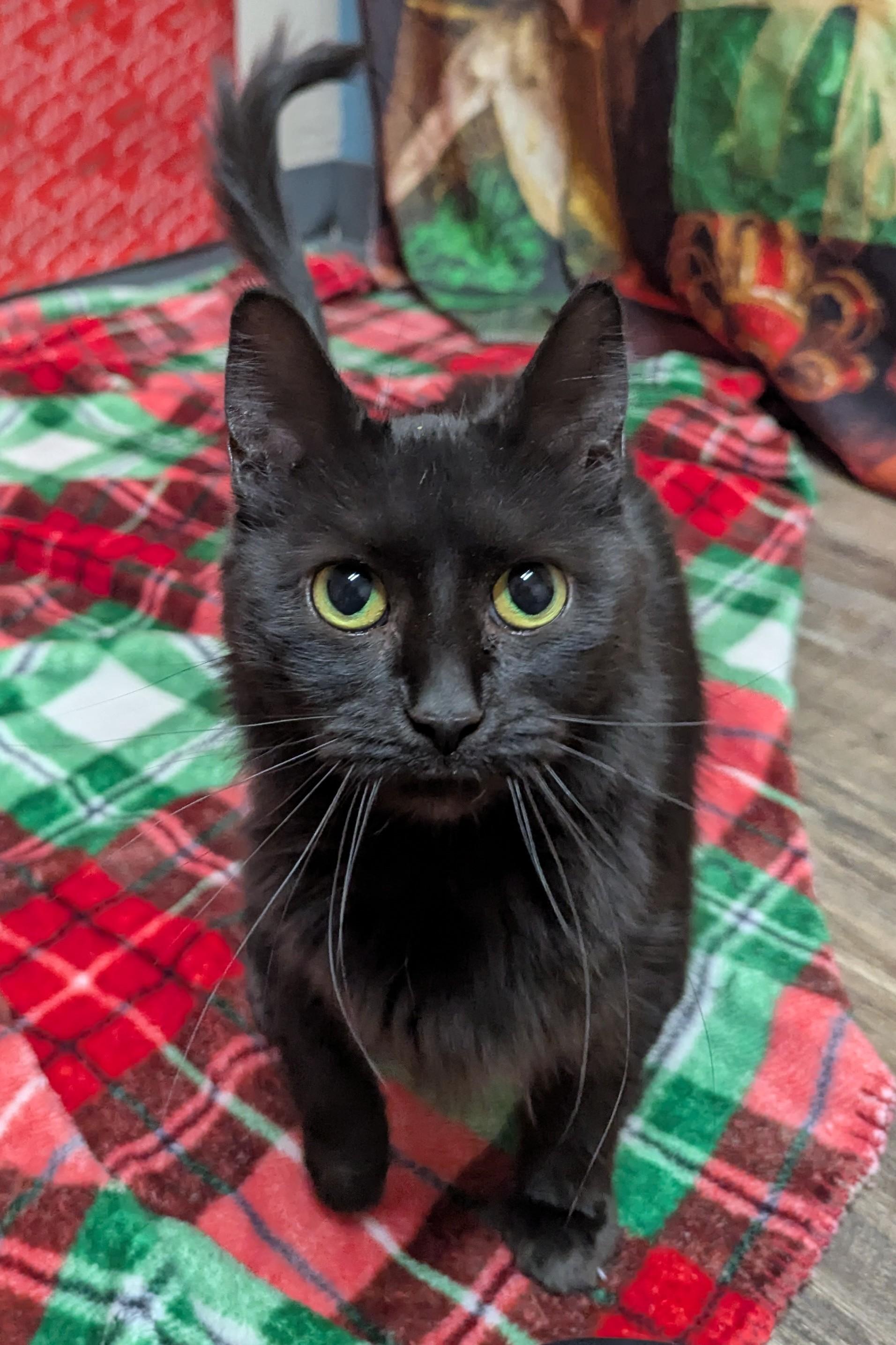 Gladys, Adoptable, Adult Female Domestic Medium Hair.