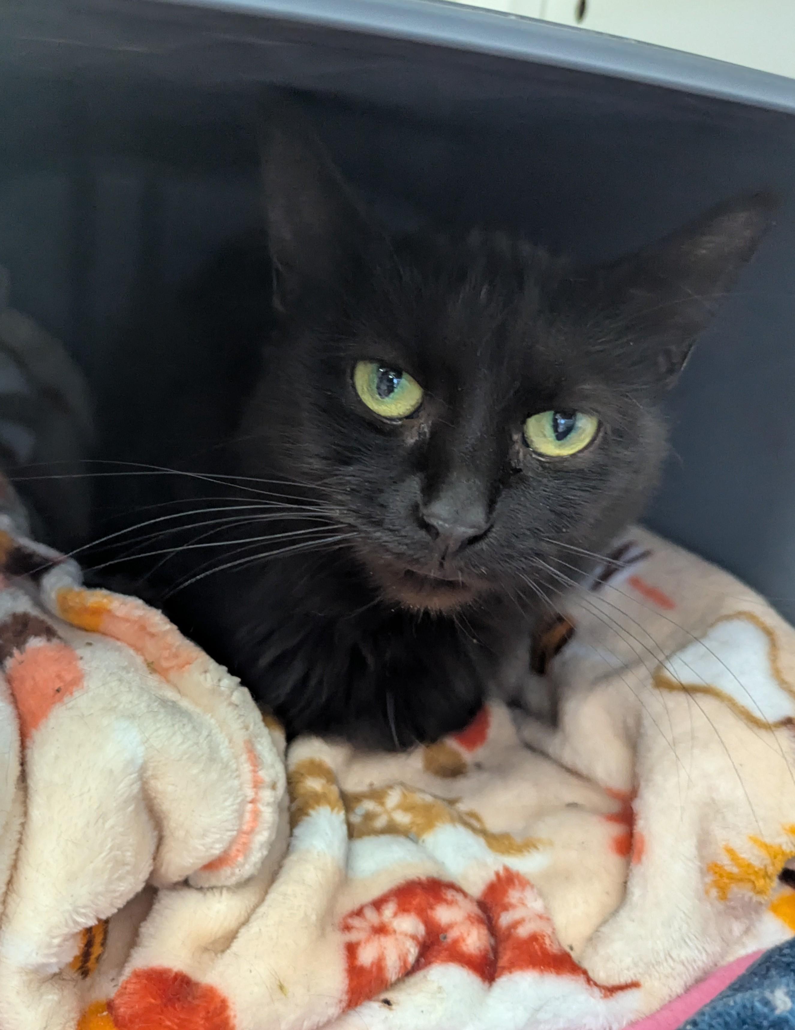 Gladys, Adoptable, Adult Female Domestic Medium Hair.