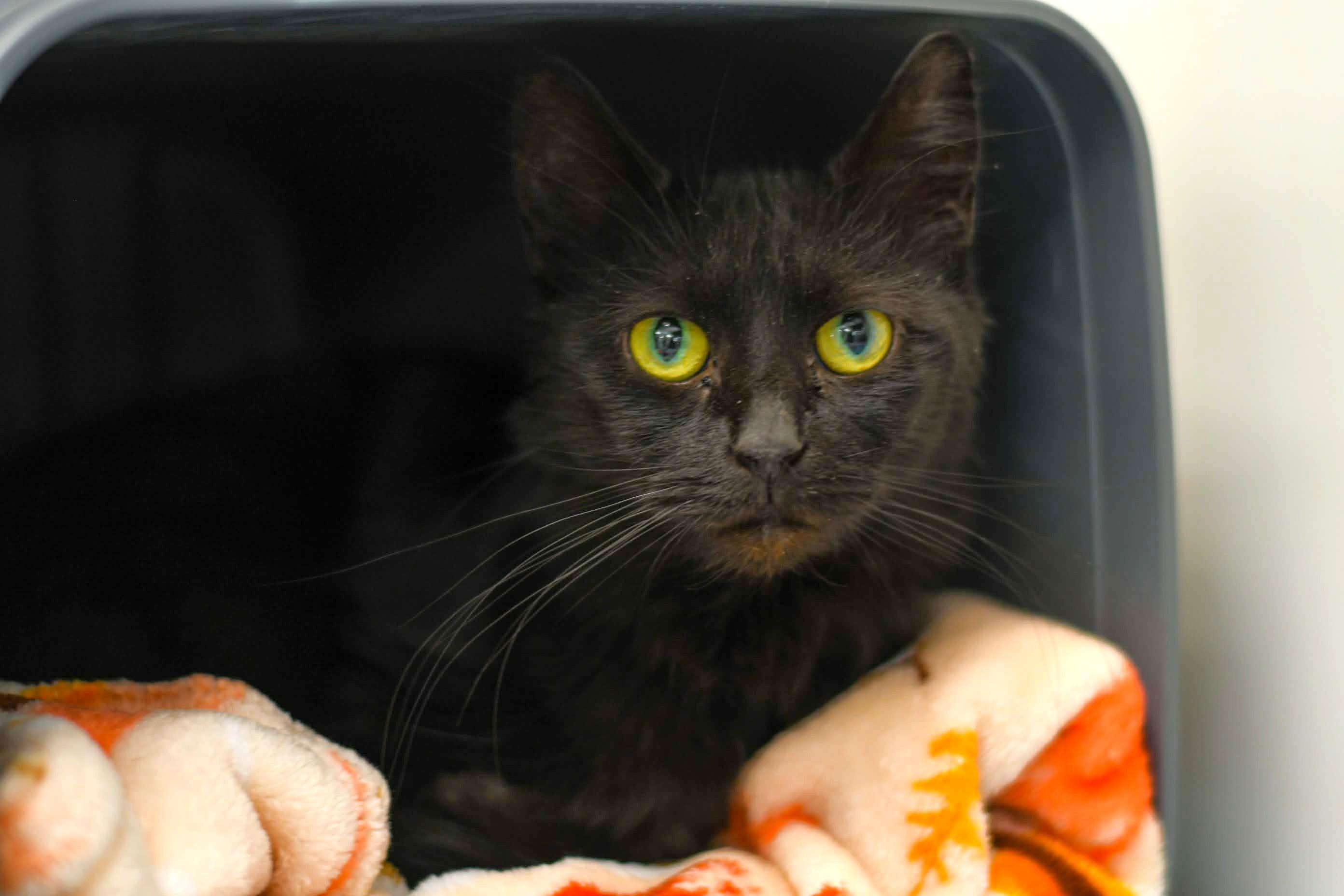 Gladys, a Adoptable Domestic Medium Hair in Oconto, WI image 3/3