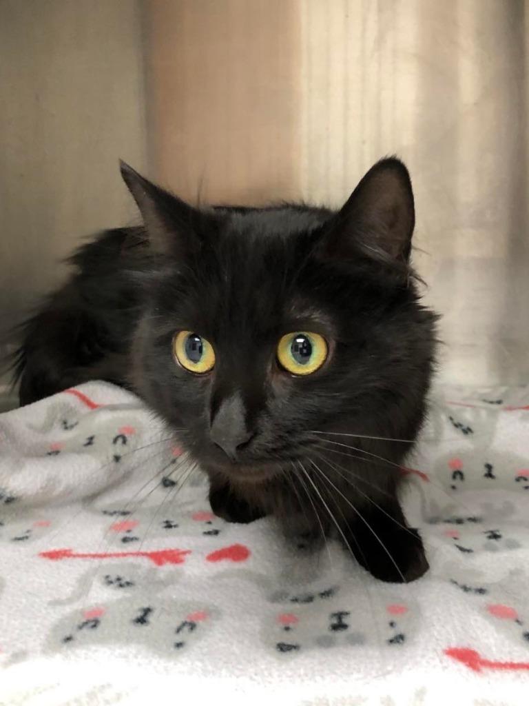 Gladys, a Adoptable Domestic Medium Hair in Oconto, WI image 2/3