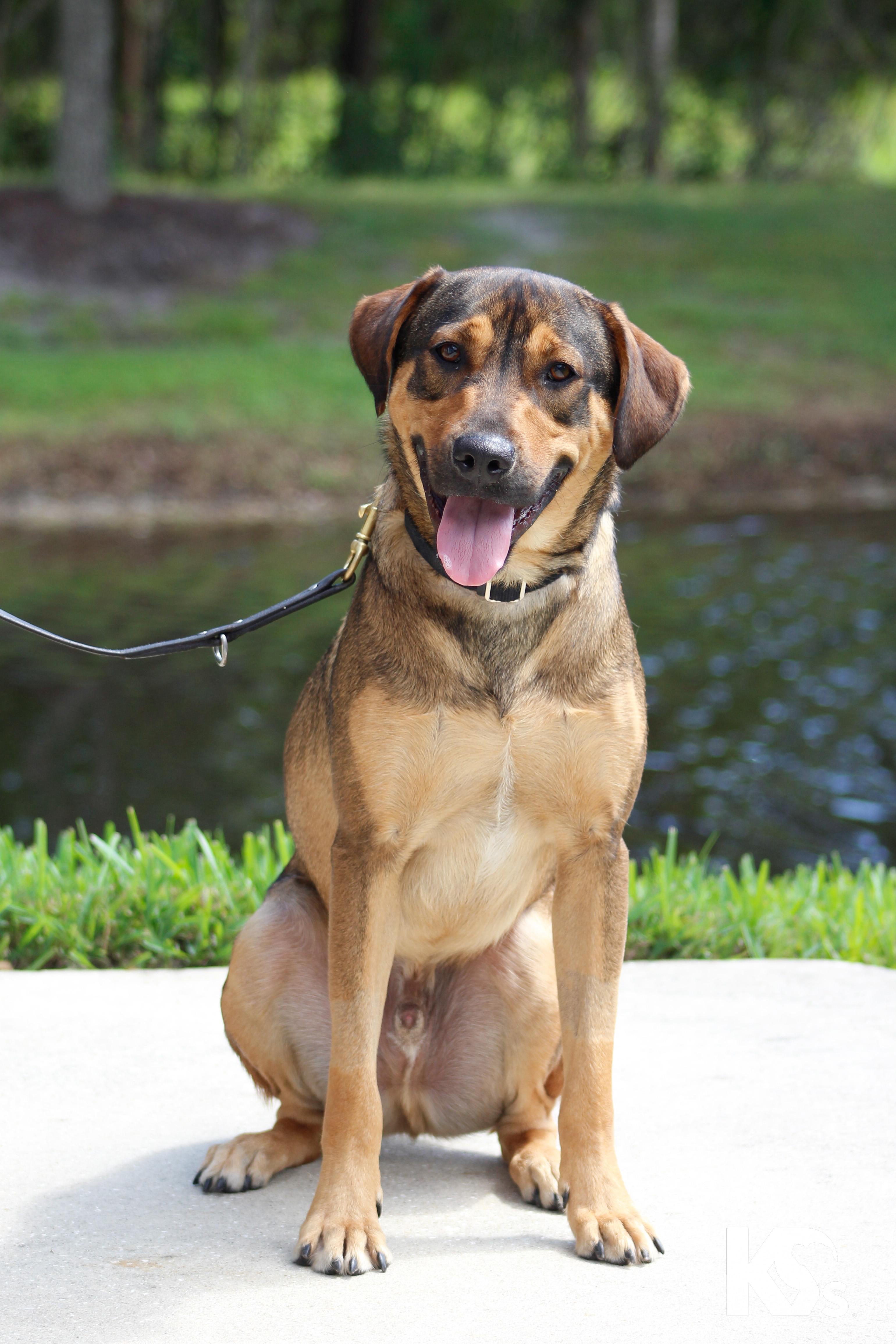 Enlarge Torque, a Adoptable mixed breed in Ponte Vedra, FL image 1/6