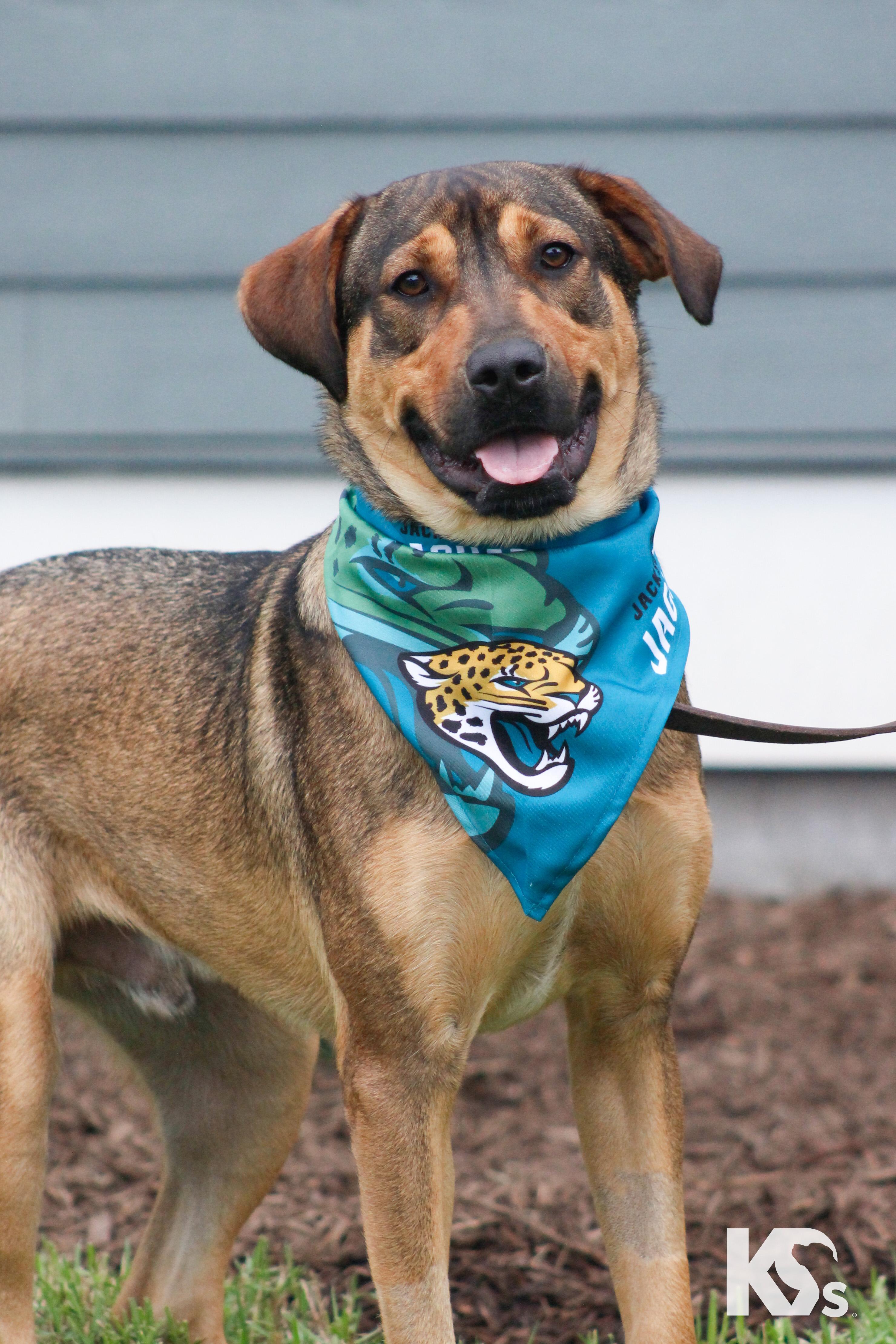 Enlarge Torque, a Adoptable mixed breed in Ponte Vedra, FL image 3/6