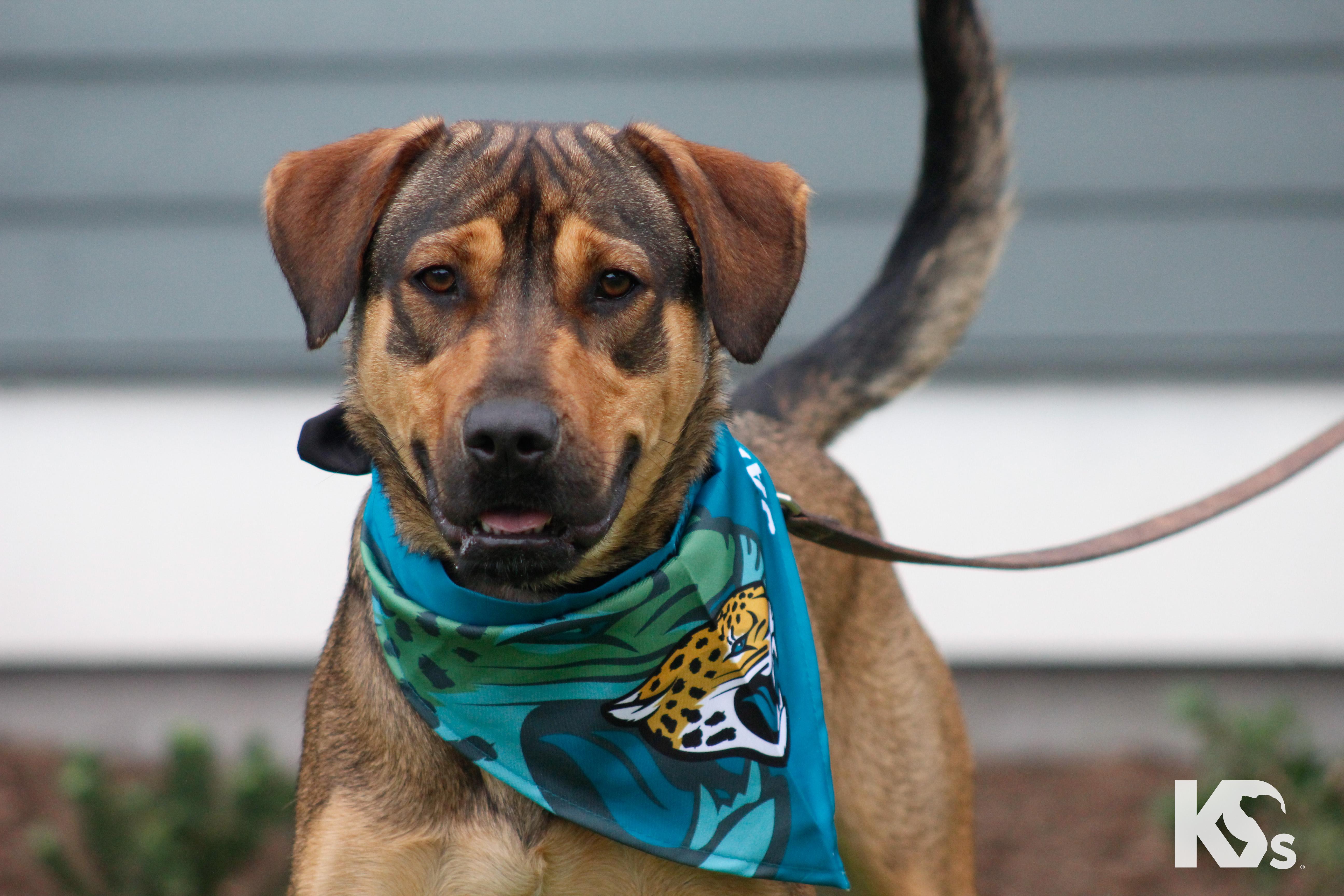 Enlarge Torque, a Adoptable mixed breed in Ponte Vedra, FL image 6/6