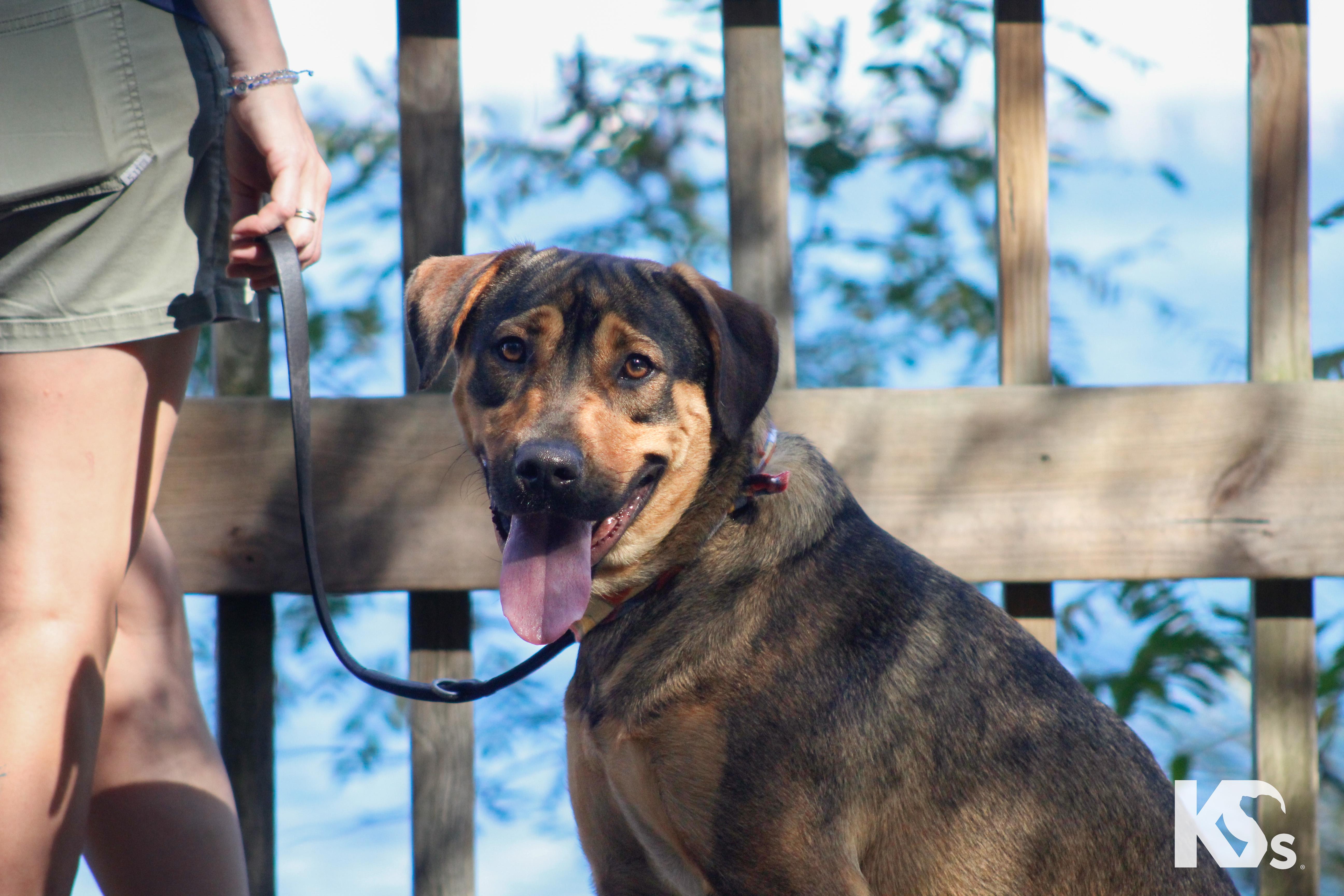 Enlarge Torque, a Adoptable mixed breed in Ponte Vedra, FL image 2/6