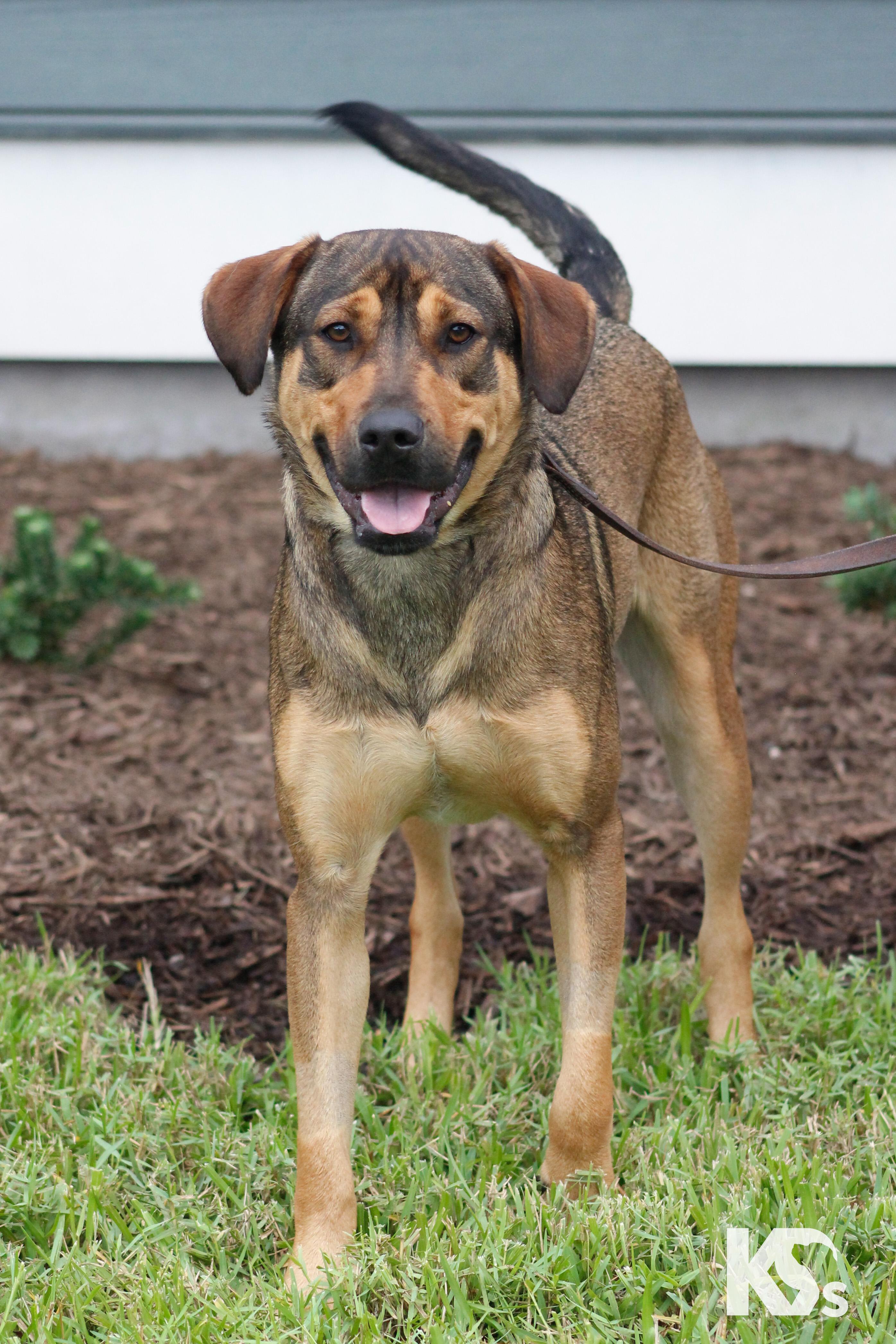 Enlarge Torque, a Adoptable mixed breed in Ponte Vedra, FL image 5/6