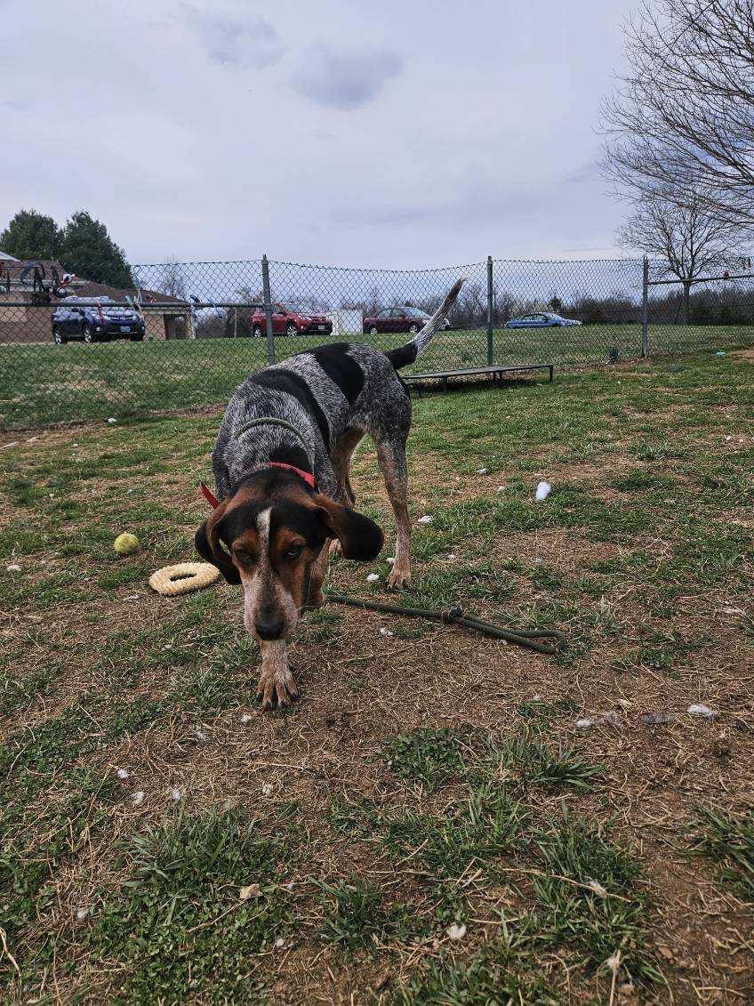 Shamrock Shamus, a ADOPTABLE Bluetick Coonhound in Culpeper, VA image 2/2