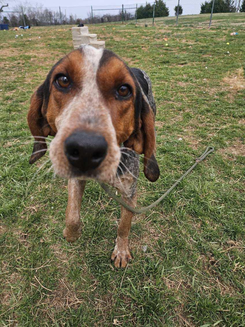 Shamrock Shamus, ADOPTABLE, Young Male Bluetick Coonhound.