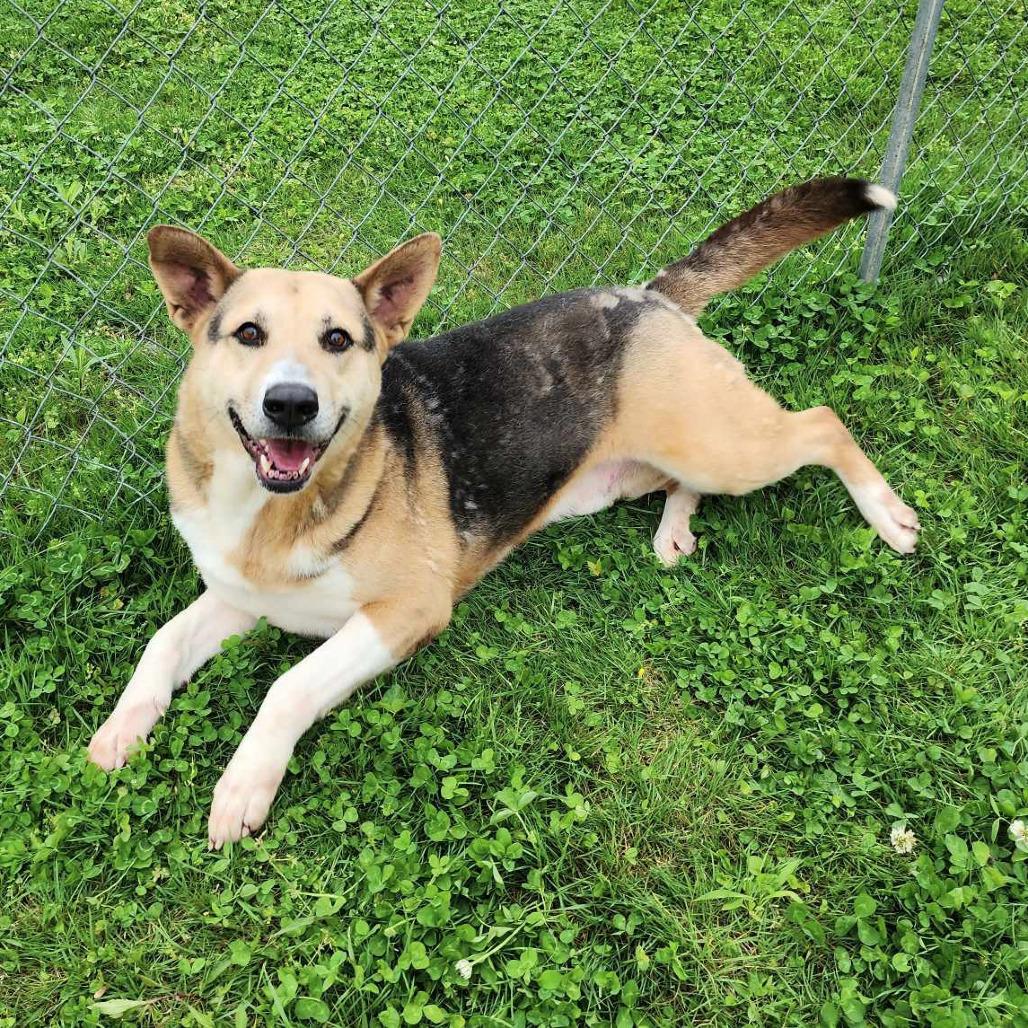 Enzo — thumbnail 2