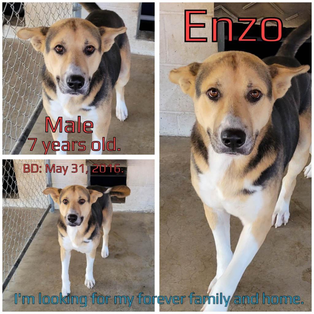 Enzo — thumbnail 3