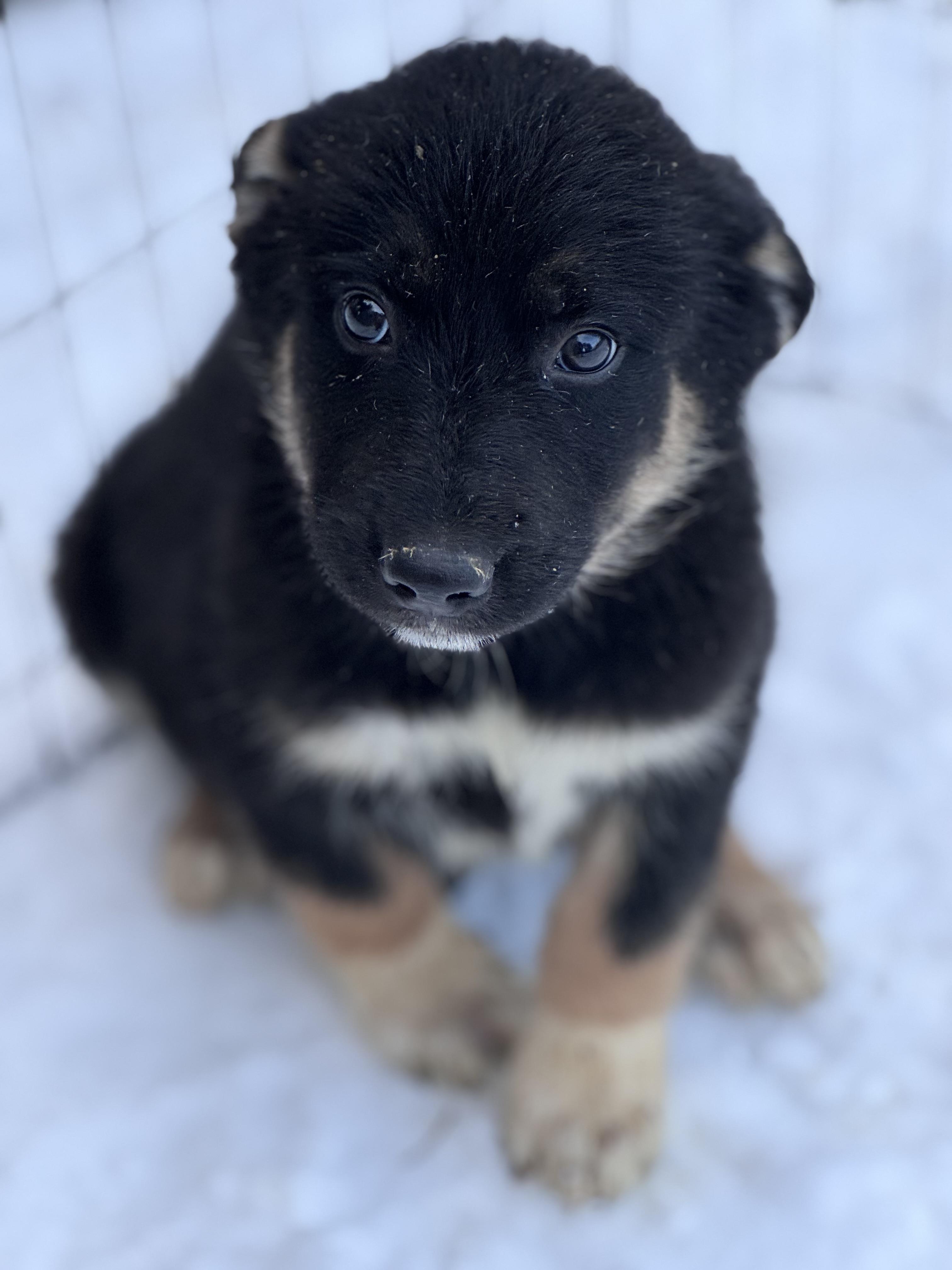 Boggle, ADOPTABLE, Puppy Male Anatolian Shepherd.