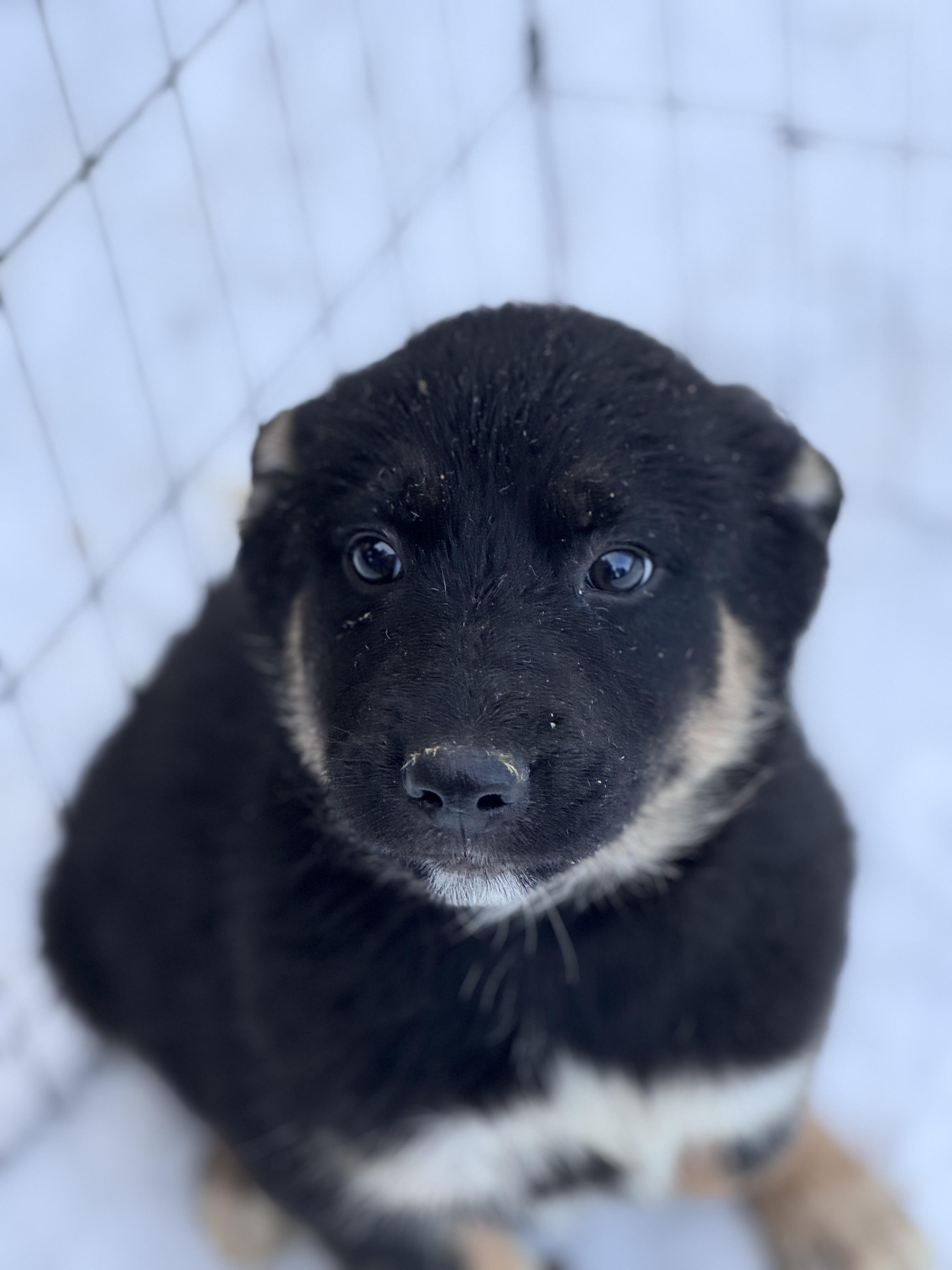 Enlarge Boggle, a ADOPTABLE mixed breed in Fredericksburg, VA image 2/2