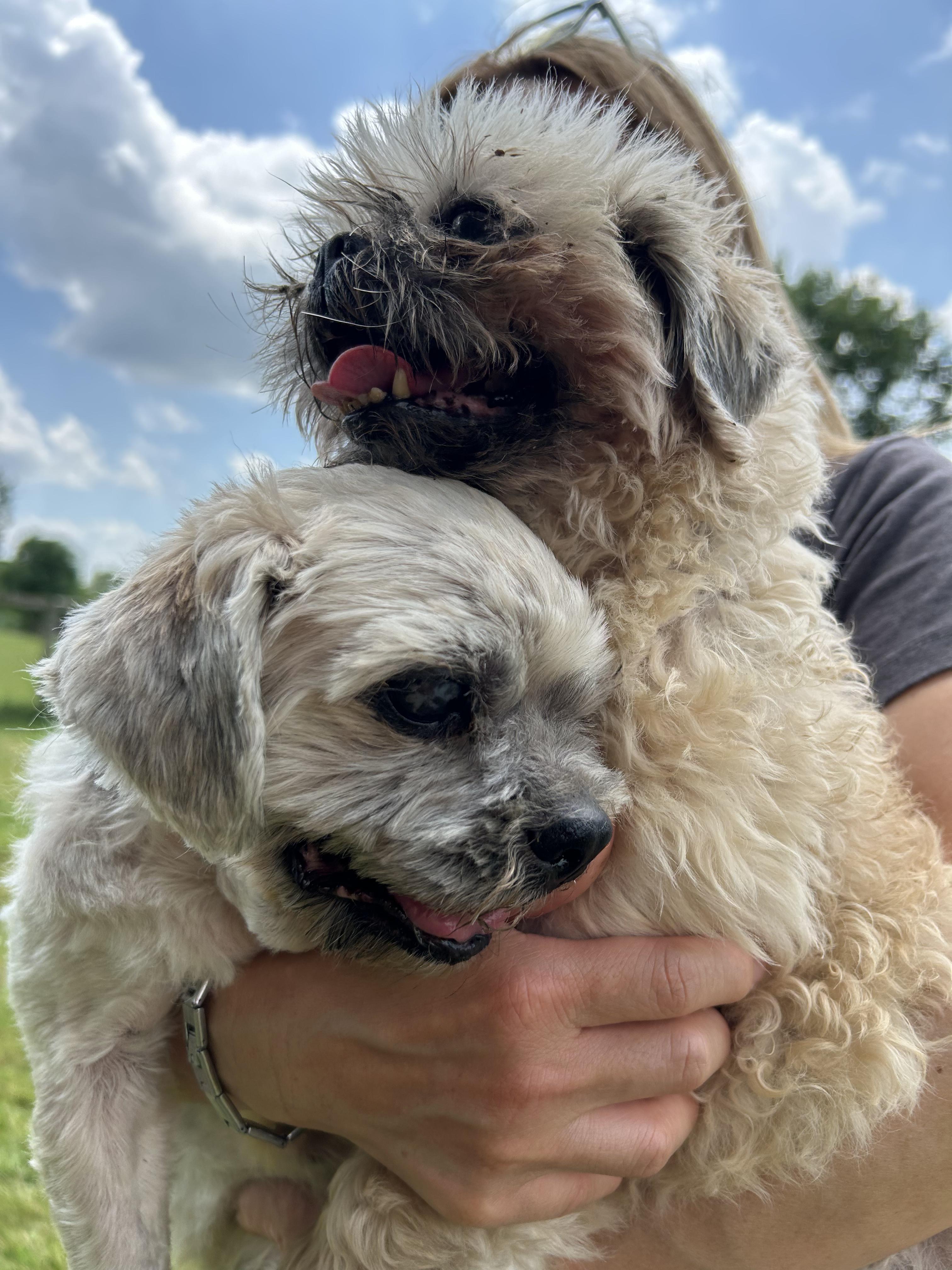 Tanzanite, a ADOPTABLE mixed breed in Brunswick, OH image 6/6