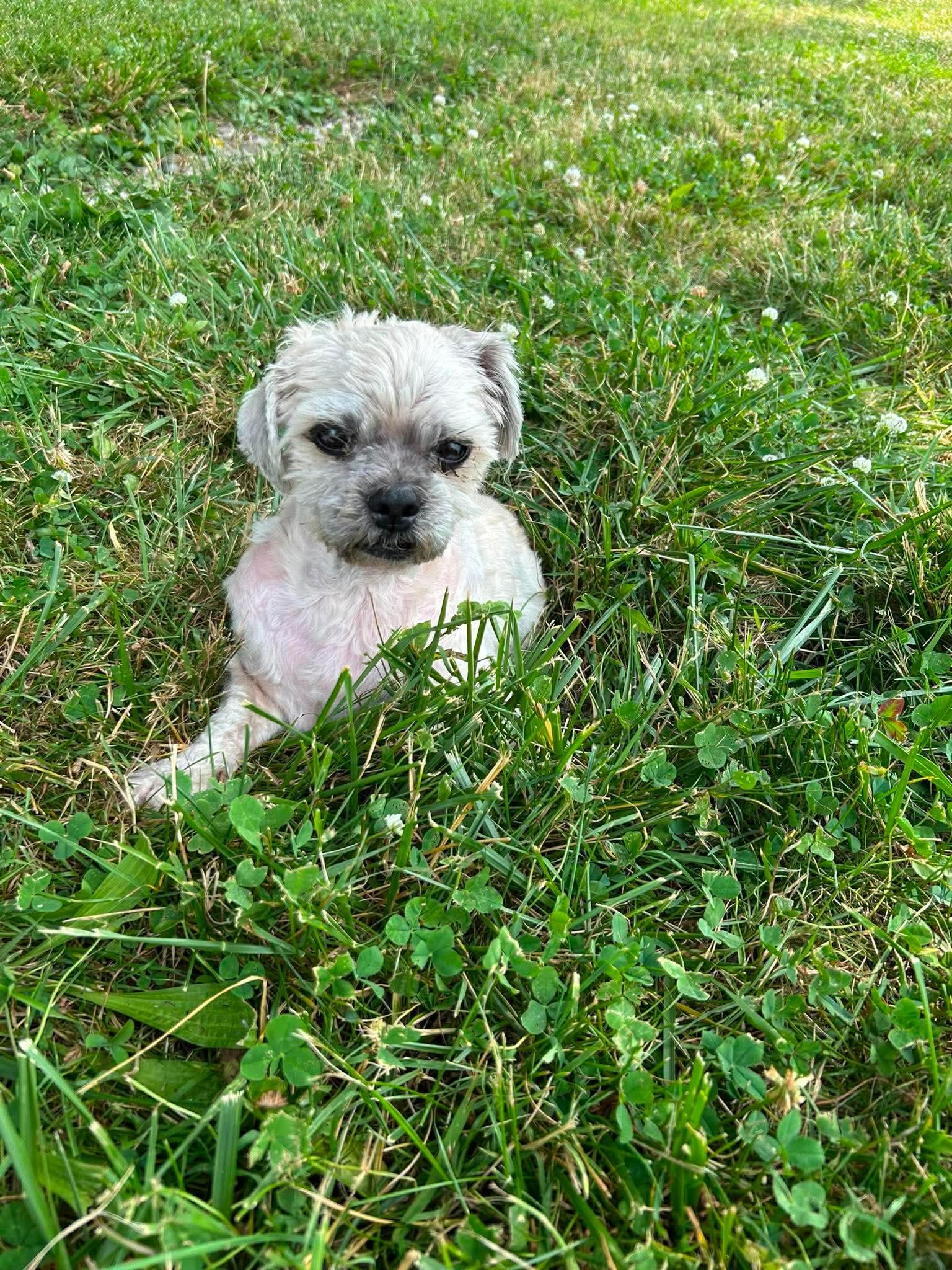 Tanzanite, a ADOPTABLE mixed breed in Brunswick, OH image 3/6