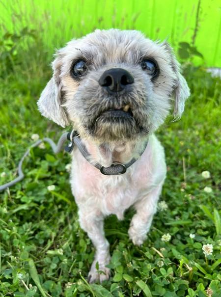Tanzanite, a ADOPTABLE mixed breed in Brunswick, OH image 2/6