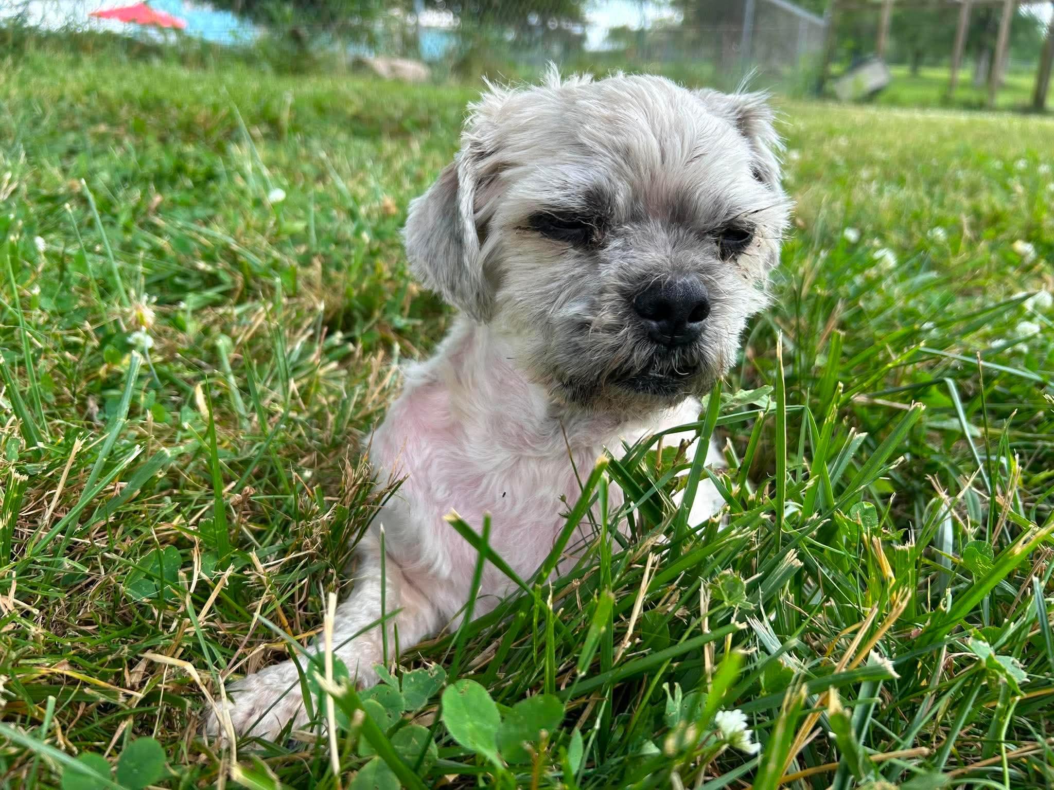 Tanzanite, a ADOPTABLE mixed breed in Brunswick, OH image 4/6
