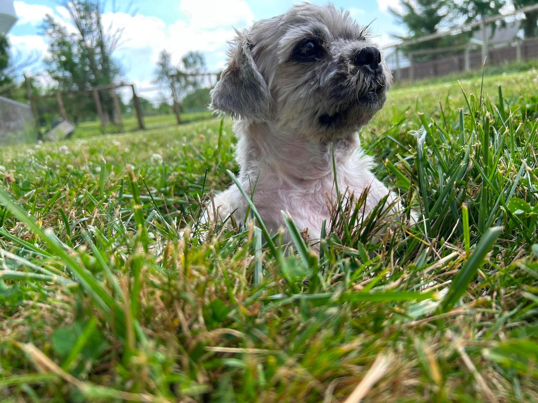 Tanzanite, a ADOPTABLE mixed breed in Brunswick, OH image 5/6