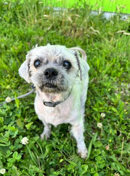 Tanzanite, ADOPTABLE, Senior Male Shih Tzu.