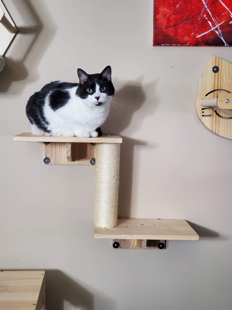 Pawsome Pair: Janet Wood, a Adoptable Domestic Short Hair in Sterling, VA image 2/5