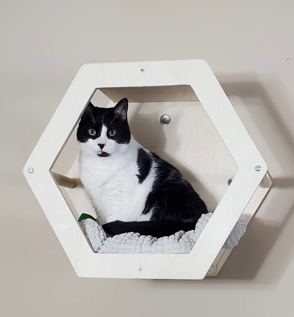 Pawsome Pair: Janet Wood, a Adoptable Domestic Short Hair in Sterling, VA image 3/5