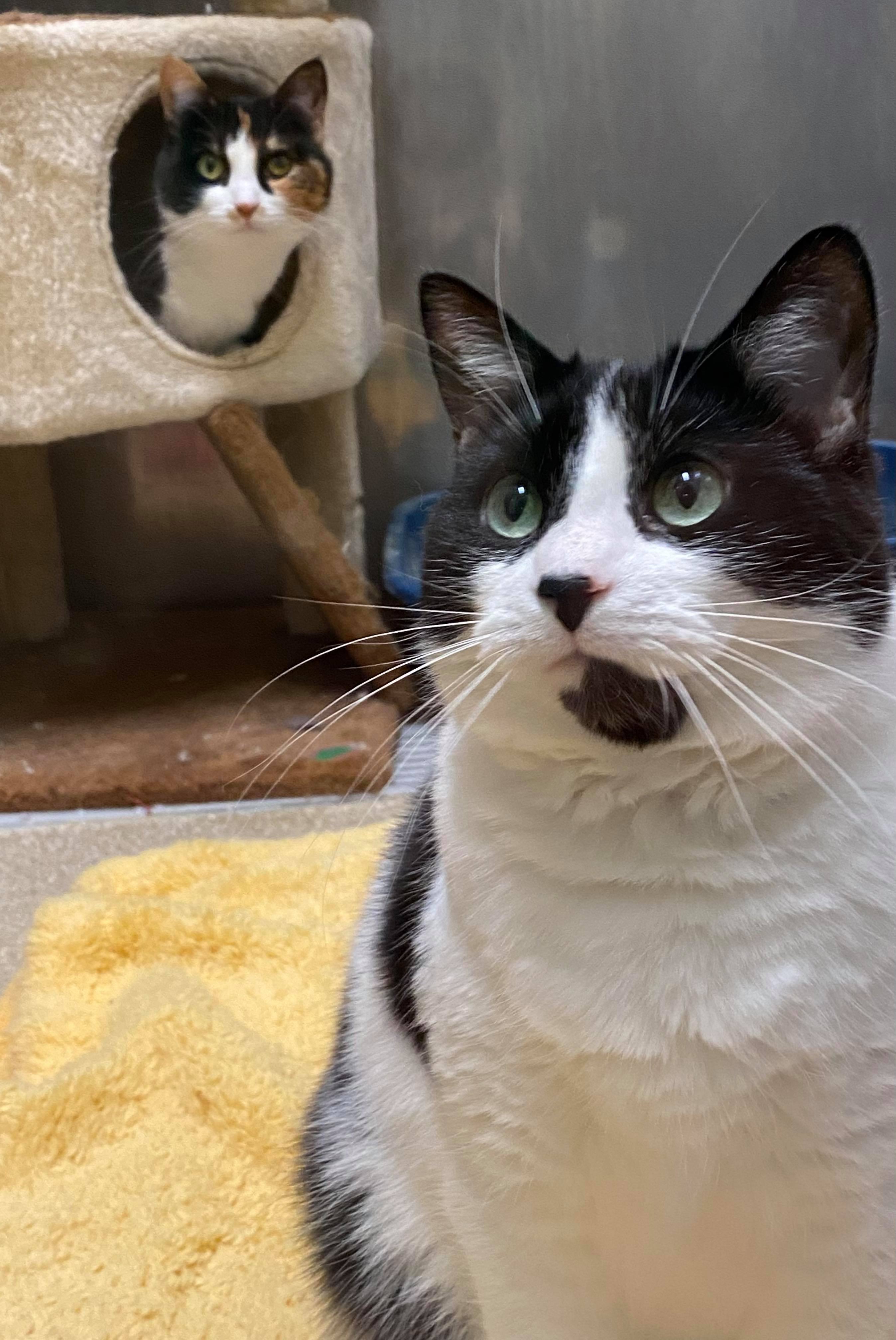 Pawsome Pair: Janet Wood, a Adoptable Domestic Short Hair in Sterling, VA image 5/5