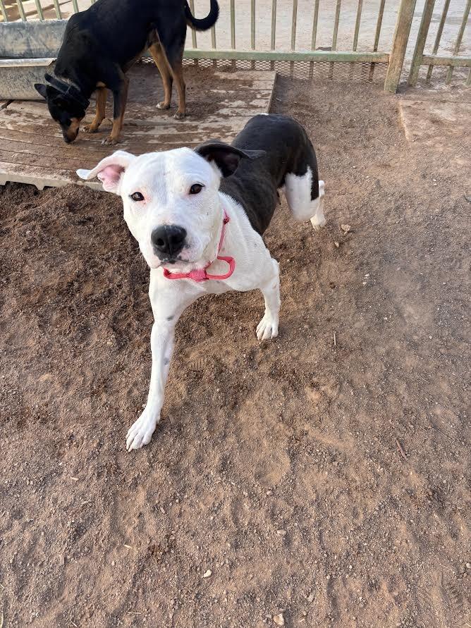 Iris, Adoptable, Adult Female Mixed Breed.