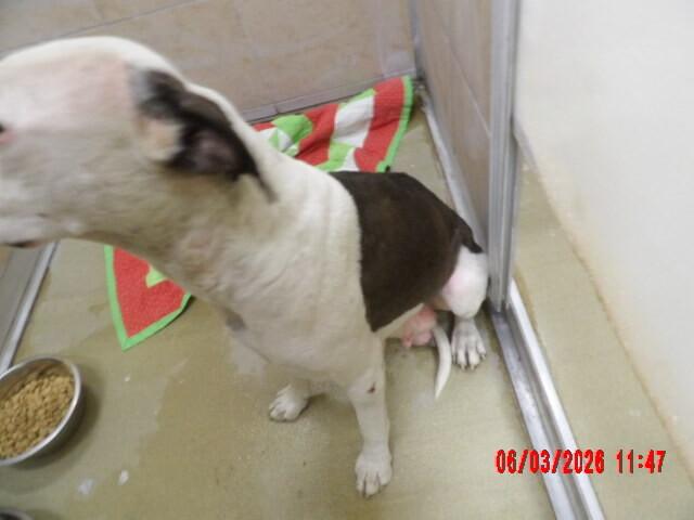 Iris, Adoptable, Adult Female Mixed Breed.