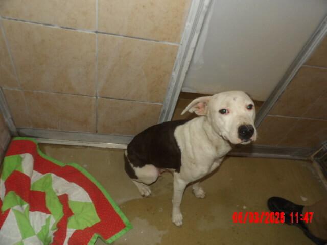Enlarge Iris, a Adoptable Mixed Breed in Hobbs, NM image 2/4