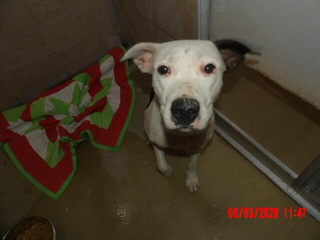 Enlarge Iris, a Adoptable Mixed Breed in Hobbs, NM image 3/4