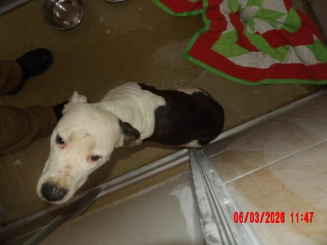 Enlarge Iris, a Adoptable Mixed Breed in Hobbs, NM image 4/4