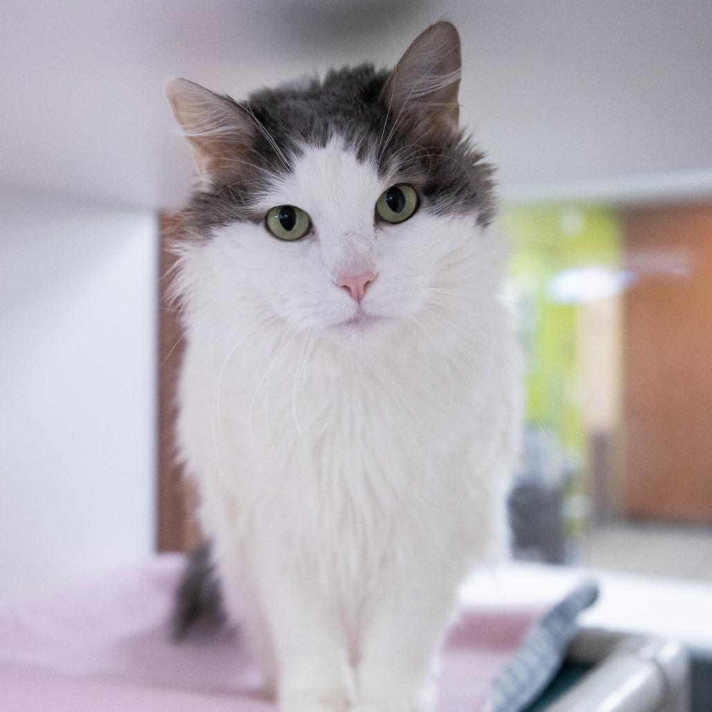 Enlarge Dolly, a Adoptable mixed breed in Saint Cloud, MN image 1/4