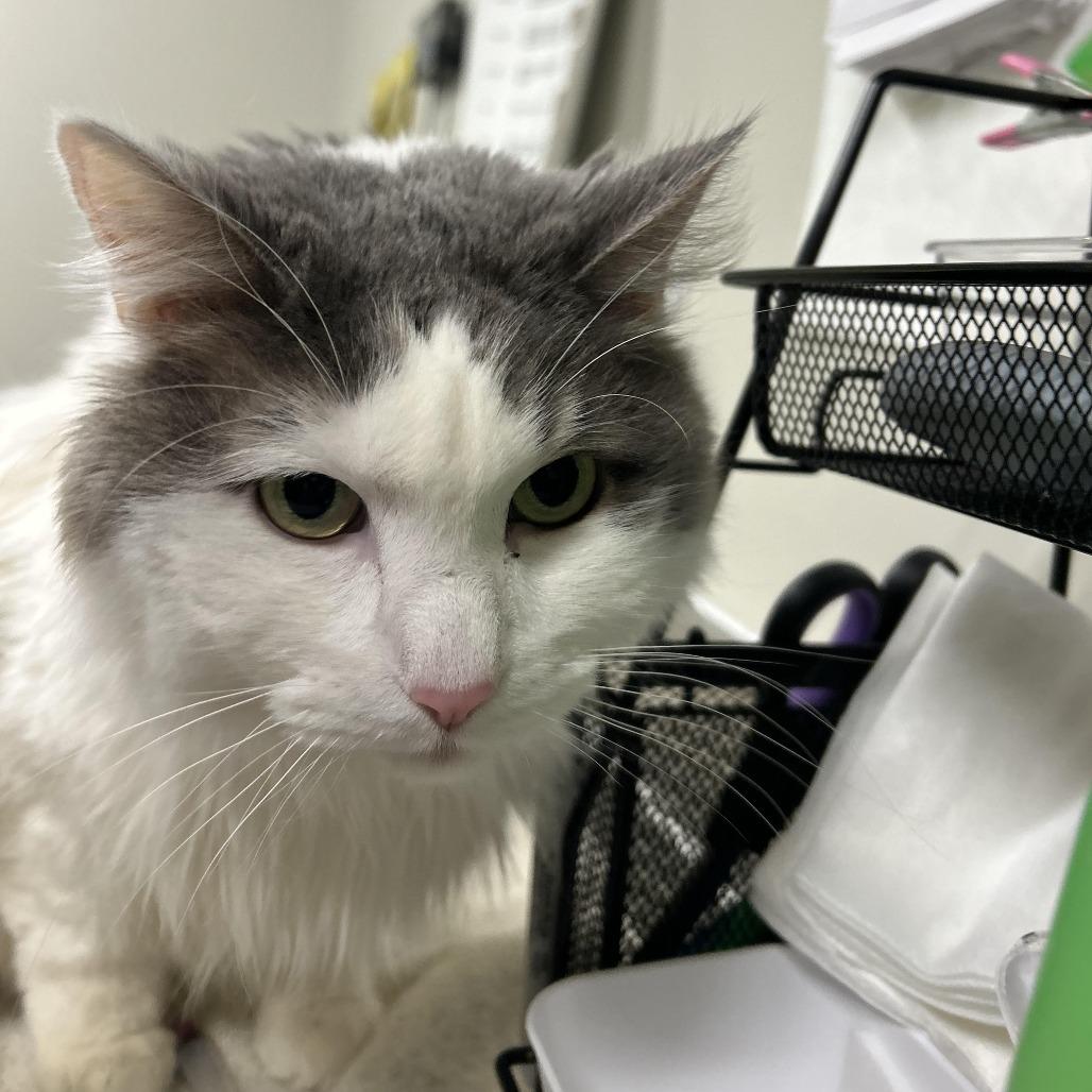 Enlarge Dolly, a Adoptable mixed breed in Saint Cloud, MN image 3/4